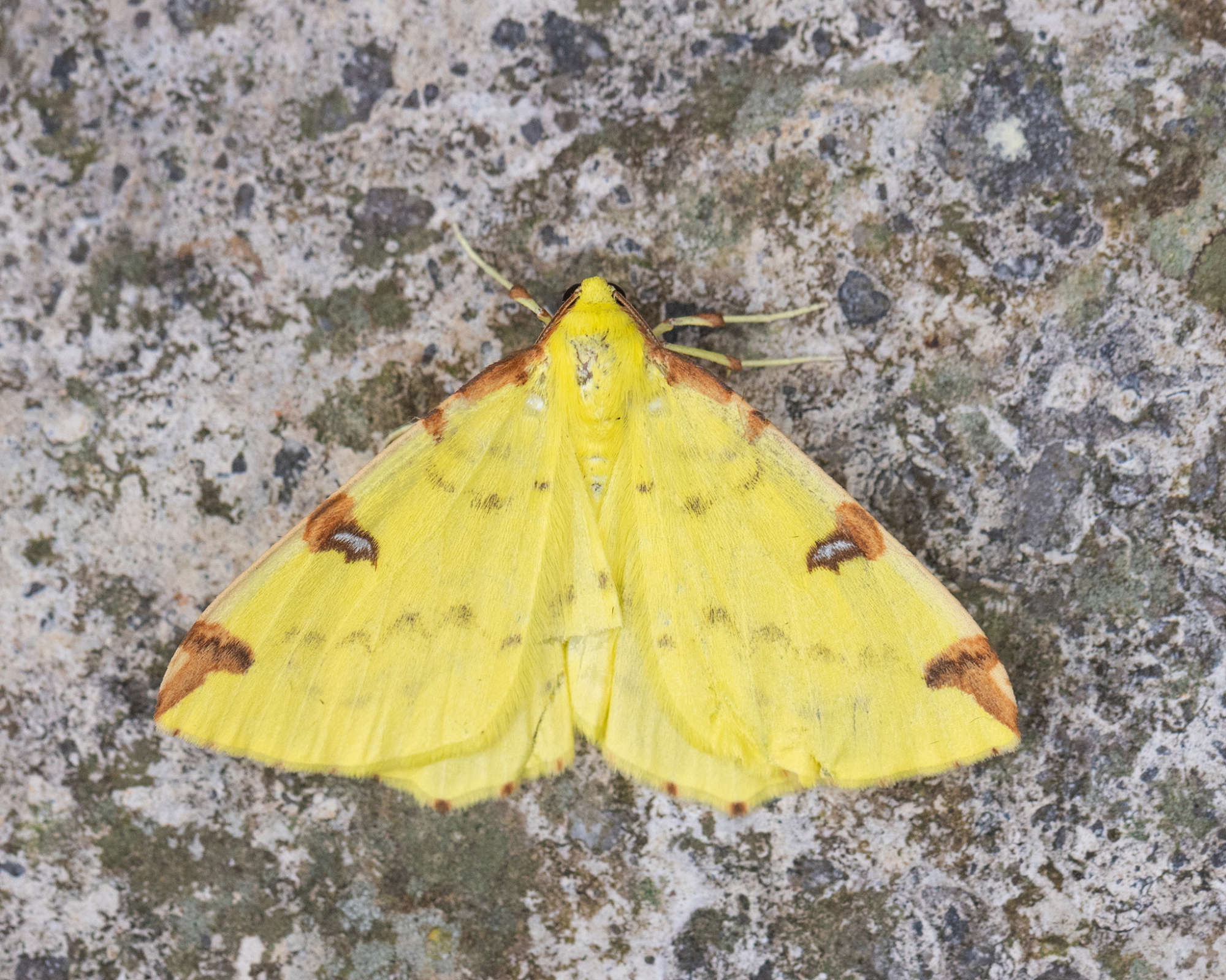 Brimstone Moth (Opisthograptis luteolata) photographed in Somerset by Alex Perry