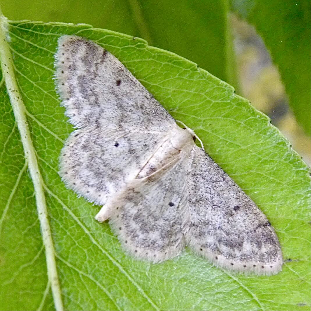 Small Fan-footed Wave (Idaea biselata) photographed in Somerset by Sue Davies