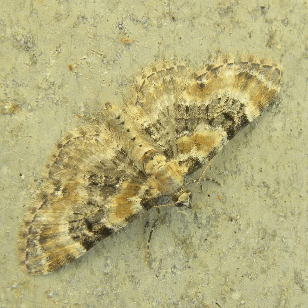 Foxglove Pug (Eupithecia pulchellata) photographed in Somerset by Sue Davies