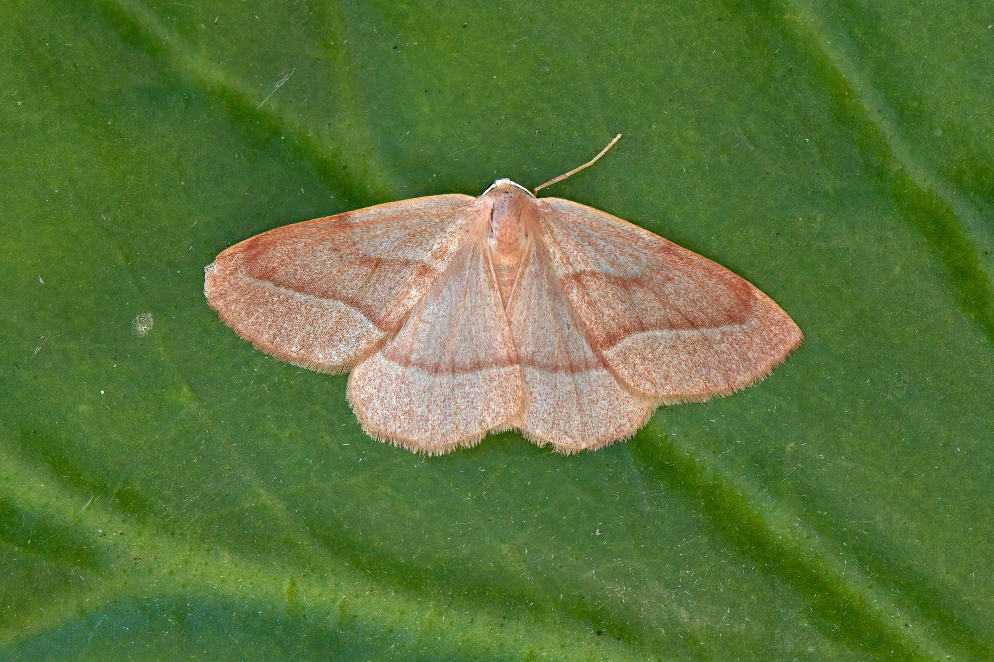 Barred Red (Hylaea fasciaria) photographed in Somerset by Nigel Voaden