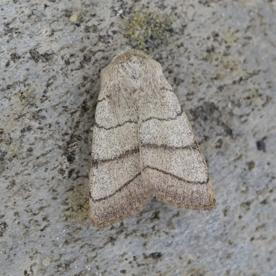 Treble Lines (Charanyca trigrammica) photographed in Somerset by Sue Davies