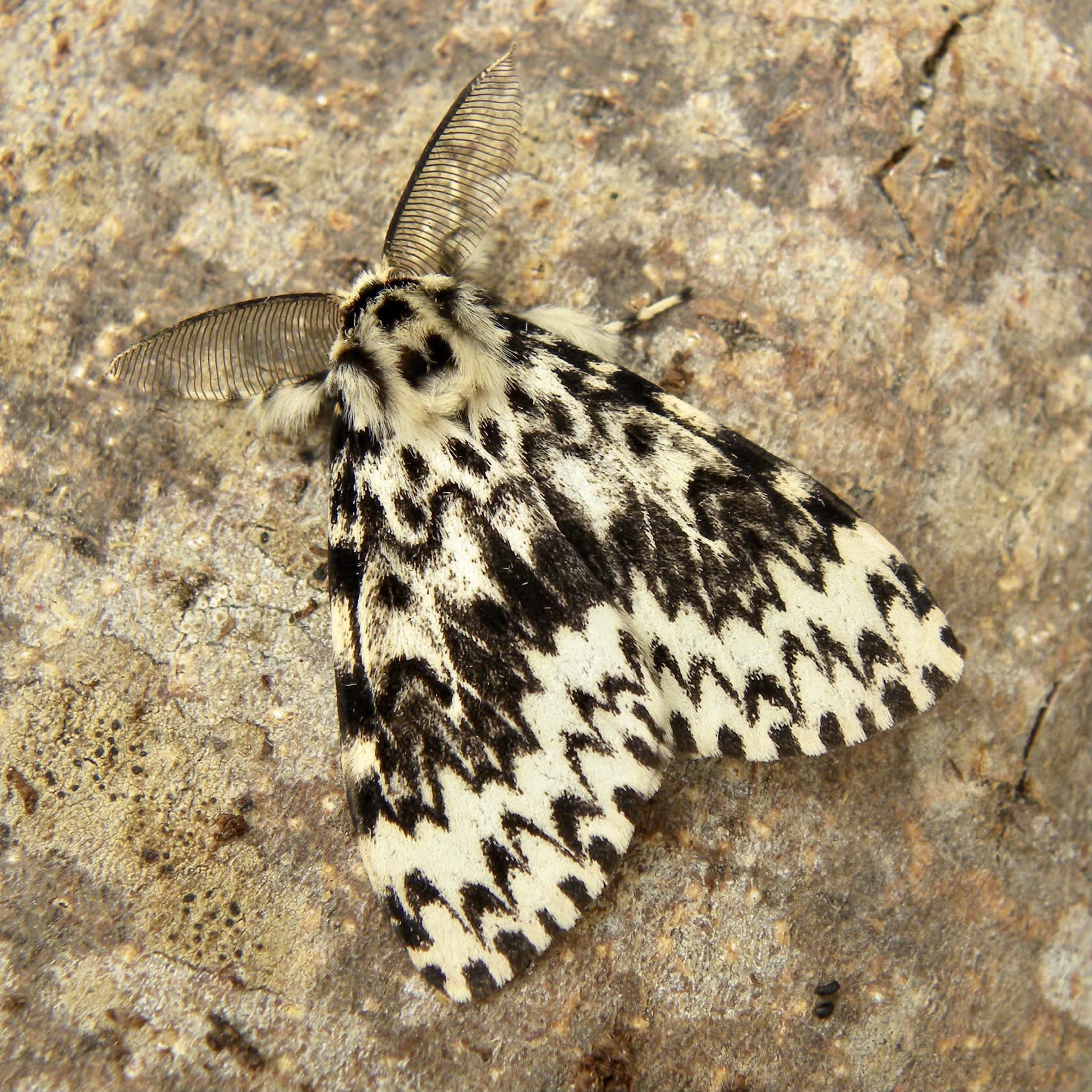 Black Arches (Lymantria monacha) photographed in Somerset by Sue Davies