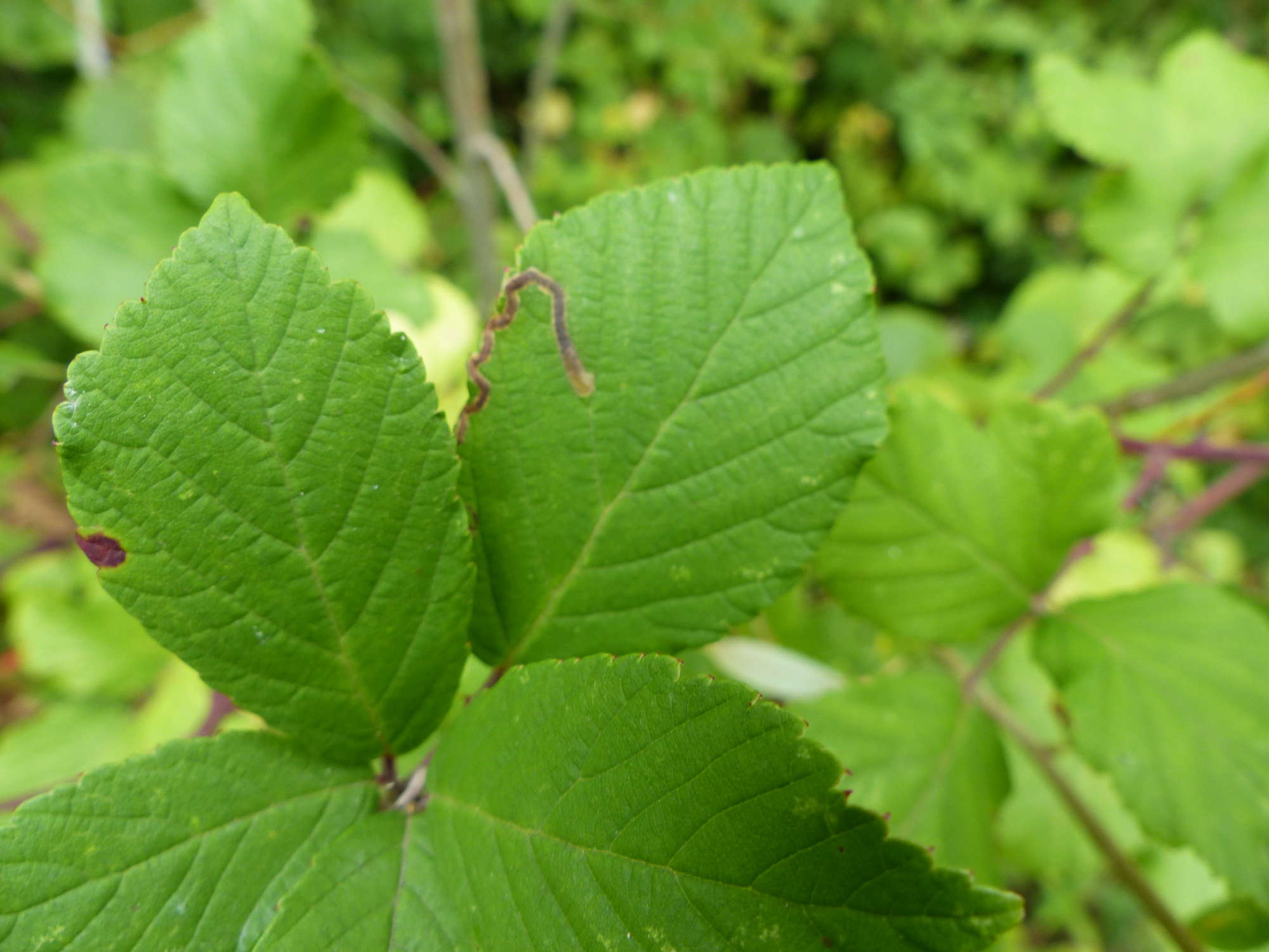 Golden Pigmy (Stigmella aurella) photographed in Somerset by Jenny Vickers