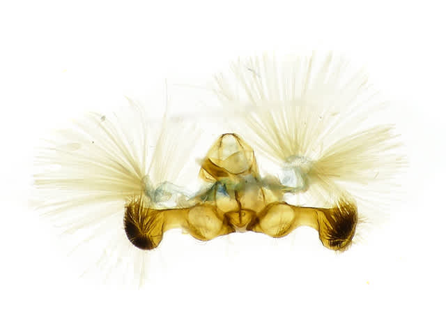 Kent Fruit Piercer (Grapholita lobarzewskii) photographed in Somerset by Sue Davies