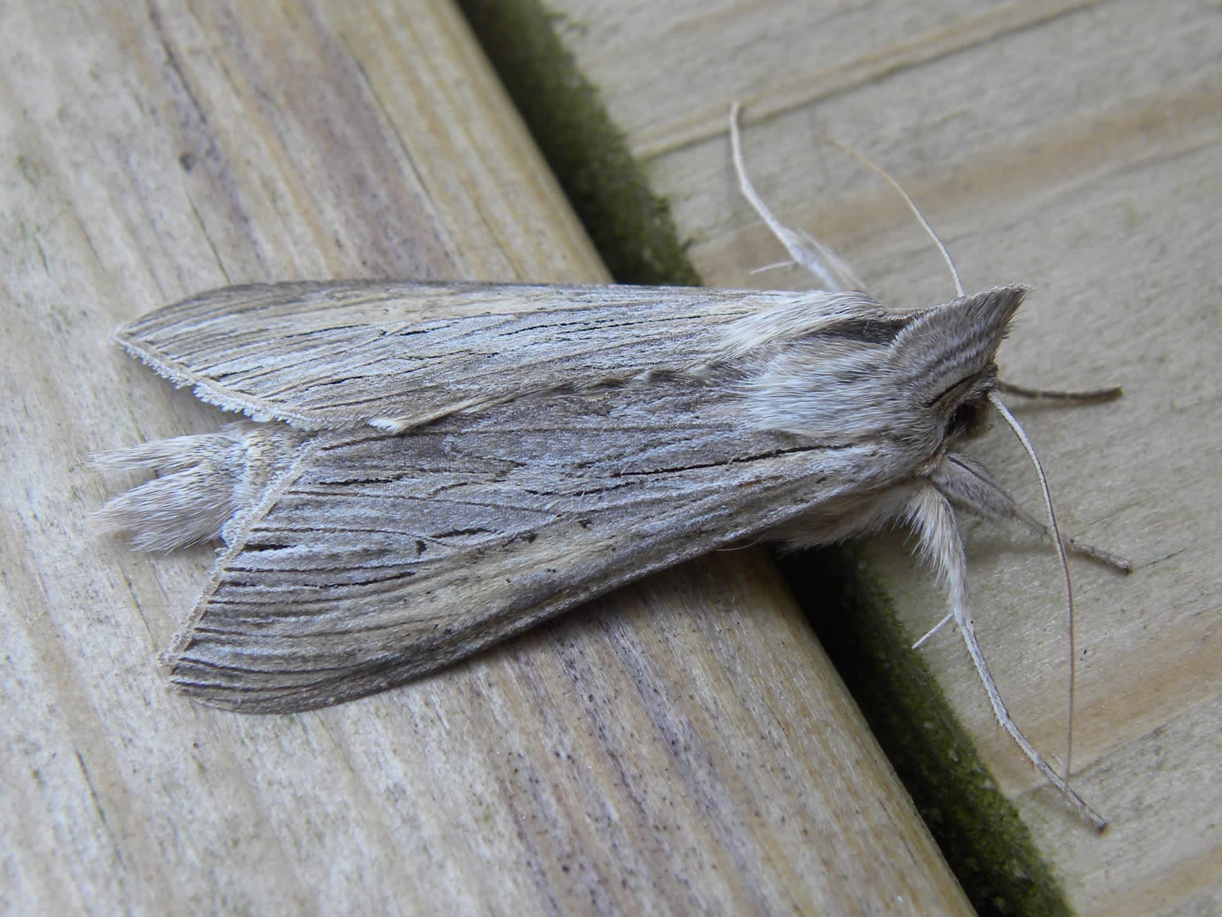 The Shark (Cucullia umbratica) photographed in Somerset by Sue Davies