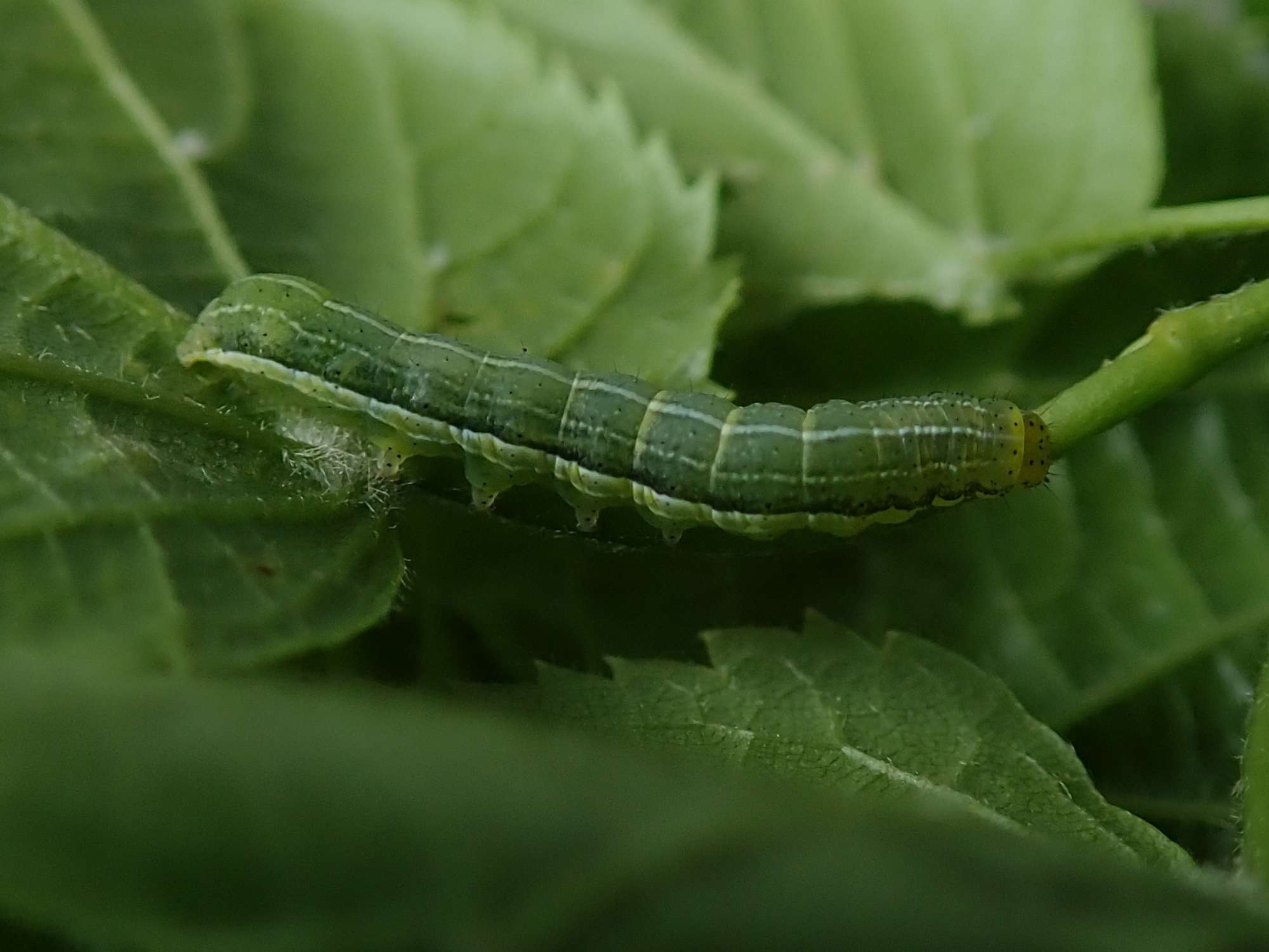 Dun-bar (Cosmia trapezina) photographed in Somerset by Christopher Iles