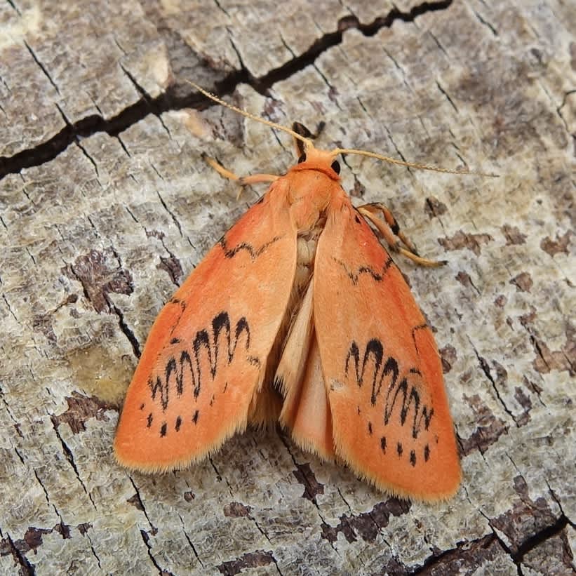Rosy Footman (Miltochrista miniata) photographed in Somerset by Sue Davies