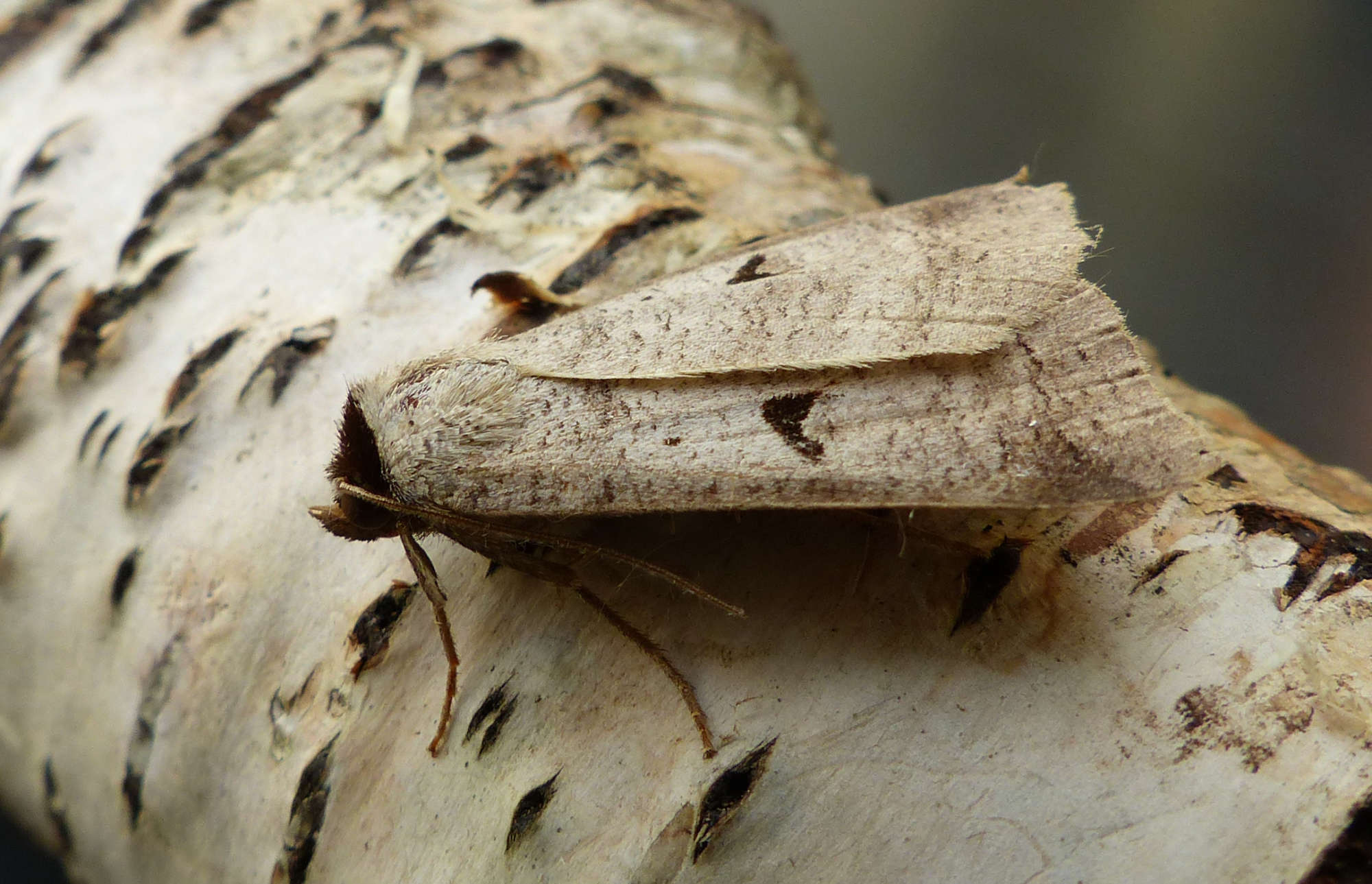 The Blackneck (Lygephila pastinum) photographed in Somerset by Jenny Vickers