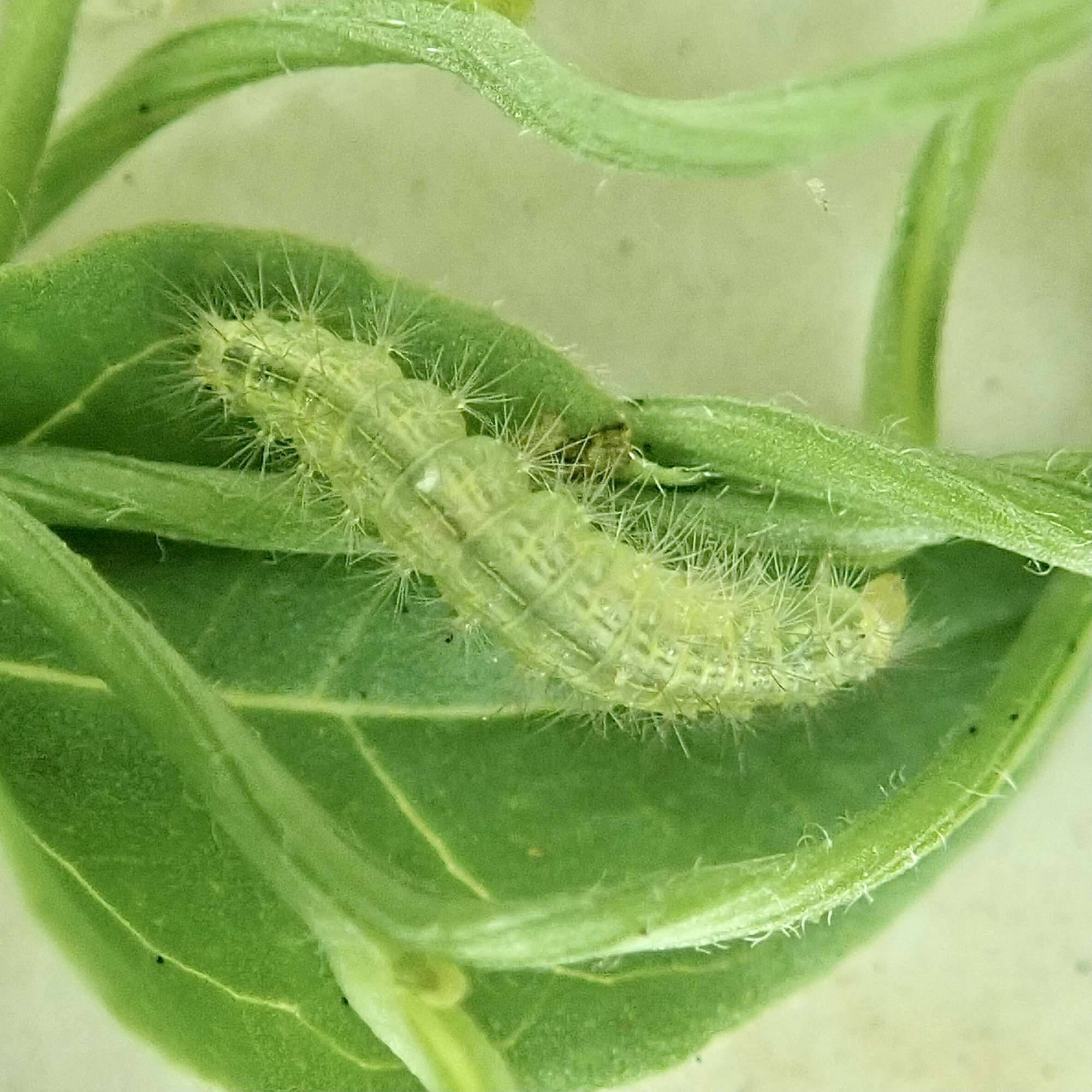 Common Plume (Emmelina monodactyla) photographed in Somerset by Sue Davies