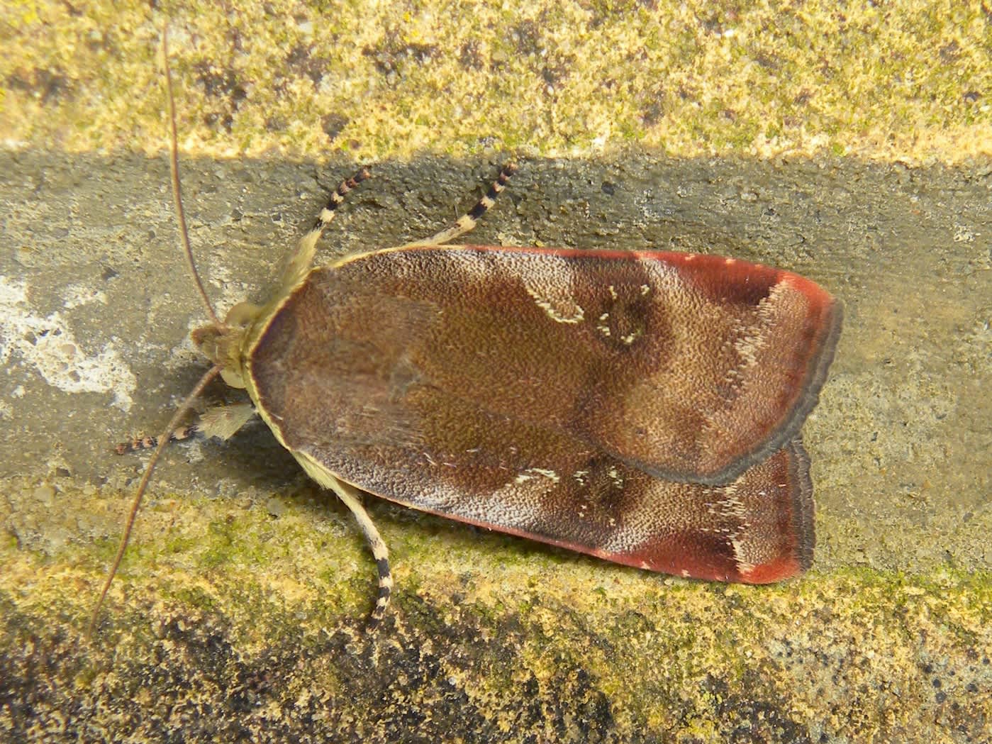 Lesser Broad-bordered Yellow Underwing (Noctua janthe) photographed in Somerset by Sue Davies