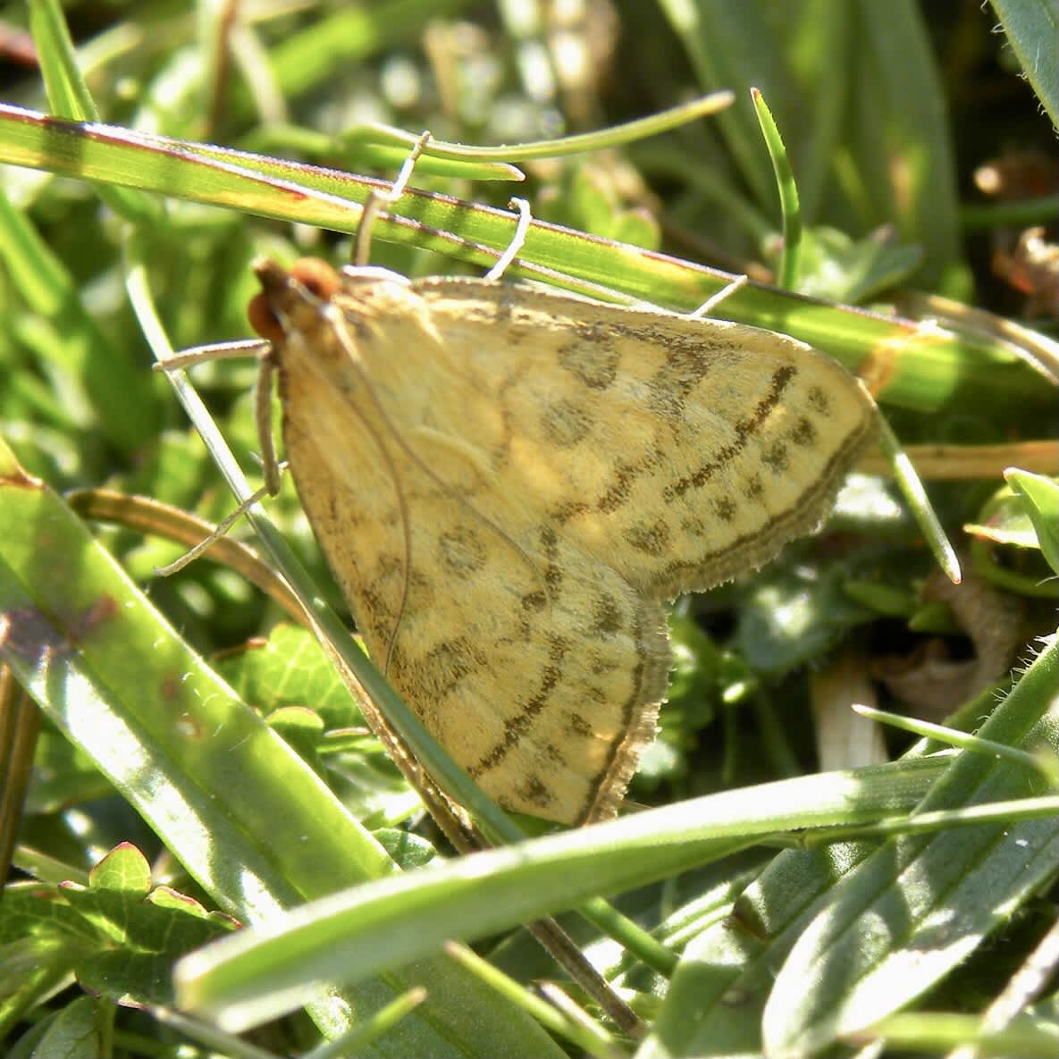 Yellow Pearl (Mecyna flavalis) photographed in Somerset by Sue Davies