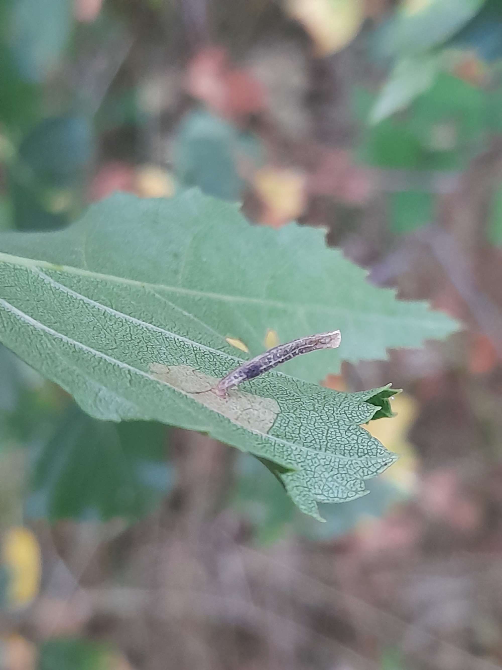 Buff Birch Case-bearer (Coleophora milvipennis) photographed in Somerset by Christopher Iles