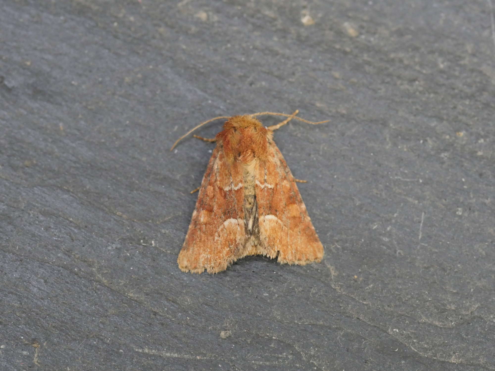 Middle-barred Minor (Oligia fasciuncula) photographed in Somerset by Jenny Vickers