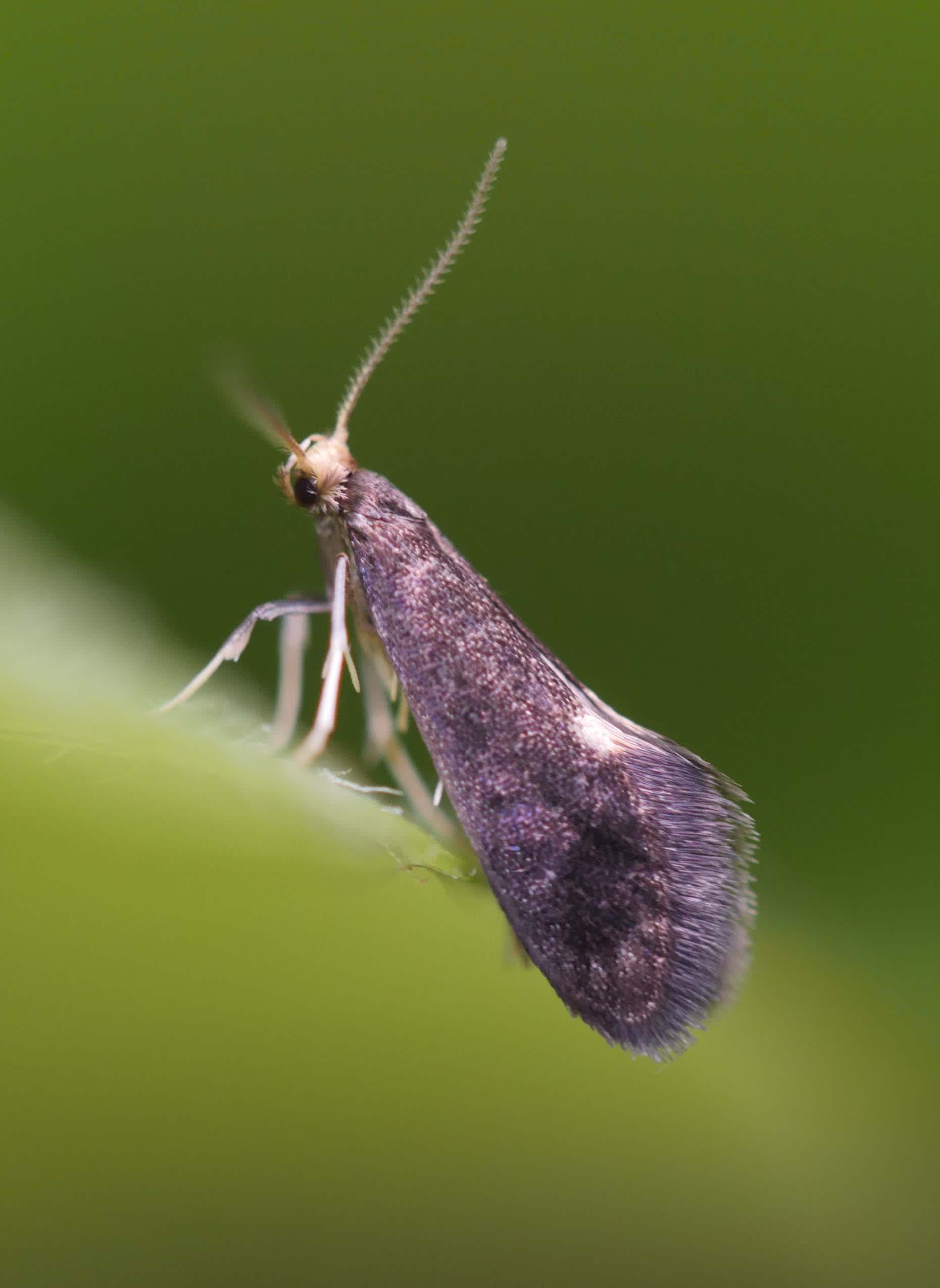 Fern Smut (Psychoides filicivora) photographed in Somerset by Jenny Vickers