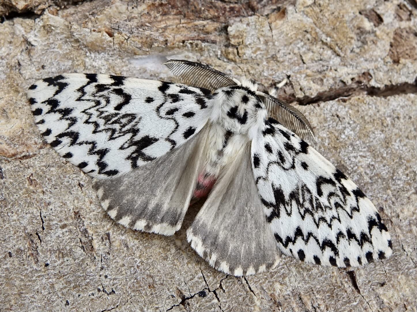 Black Arches (Lymantria monacha) photographed in Somerset by Sue Davies