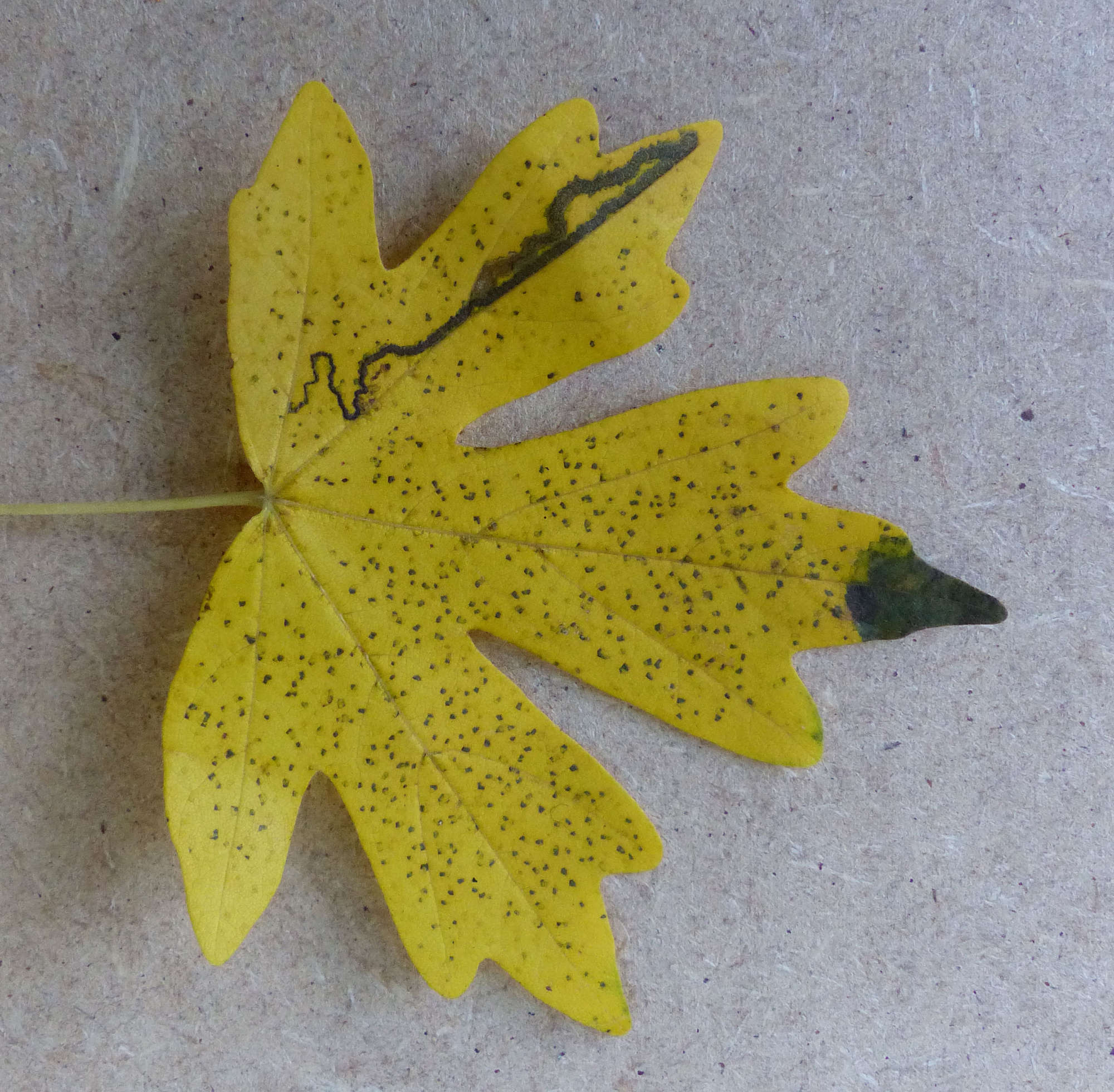 Scarce Maple Pigmy (Stigmella aceris) photographed in Somerset by Jenny Vickers