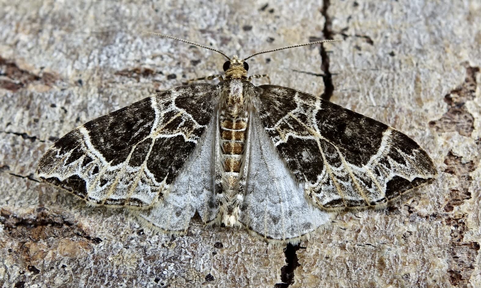 Small Phoenix (Ecliptopera silaceata) photographed in Somerset by Sue Davies