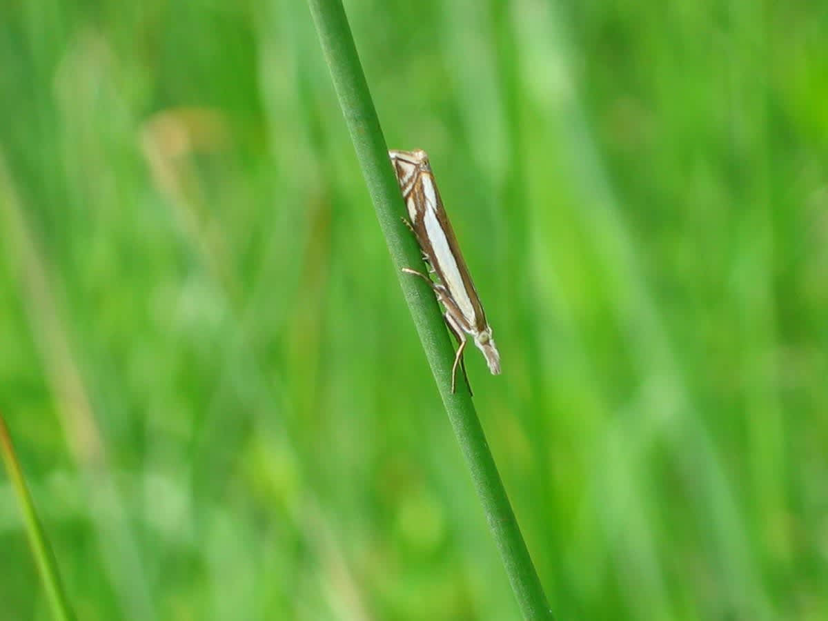 Inlaid Grass-veneer (Crambus pascuella) photographed in Somerset by Christopher Iles