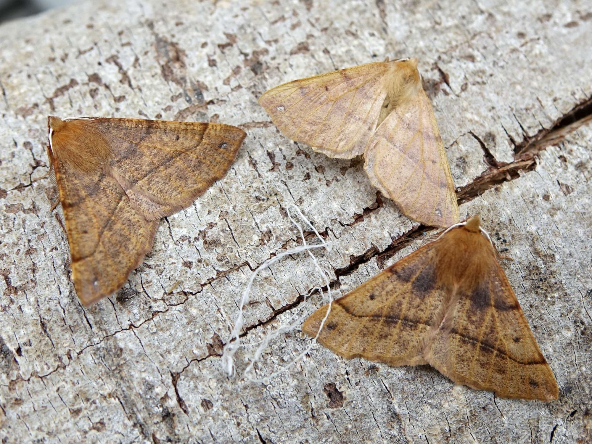 Feathered Thorn (Colotois pennaria) photographed in Somerset by Sue Davies