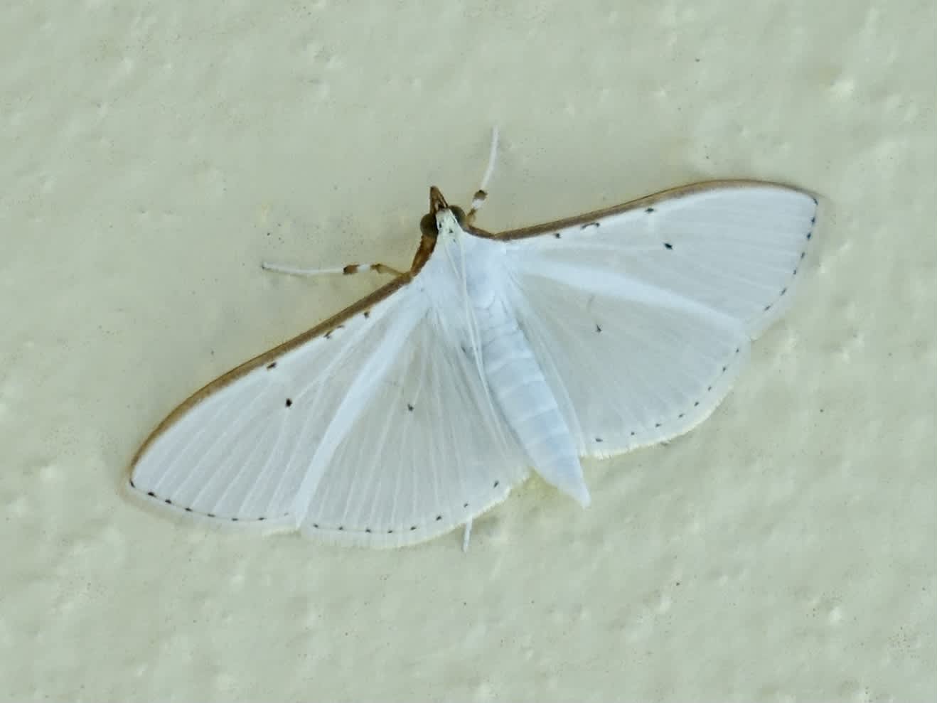 Olive-tree Pearl (Palpita vitrealis) photographed in Somerset by Sue Davies