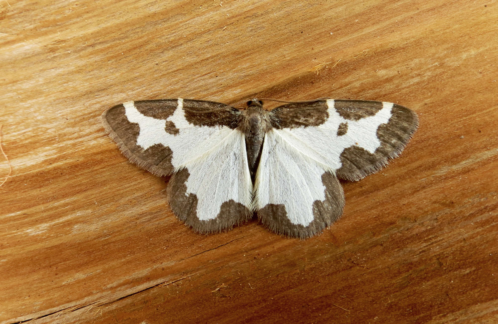 Clouded Border (Lomaspilis marginata) photographed in Somerset by Steve Chapple