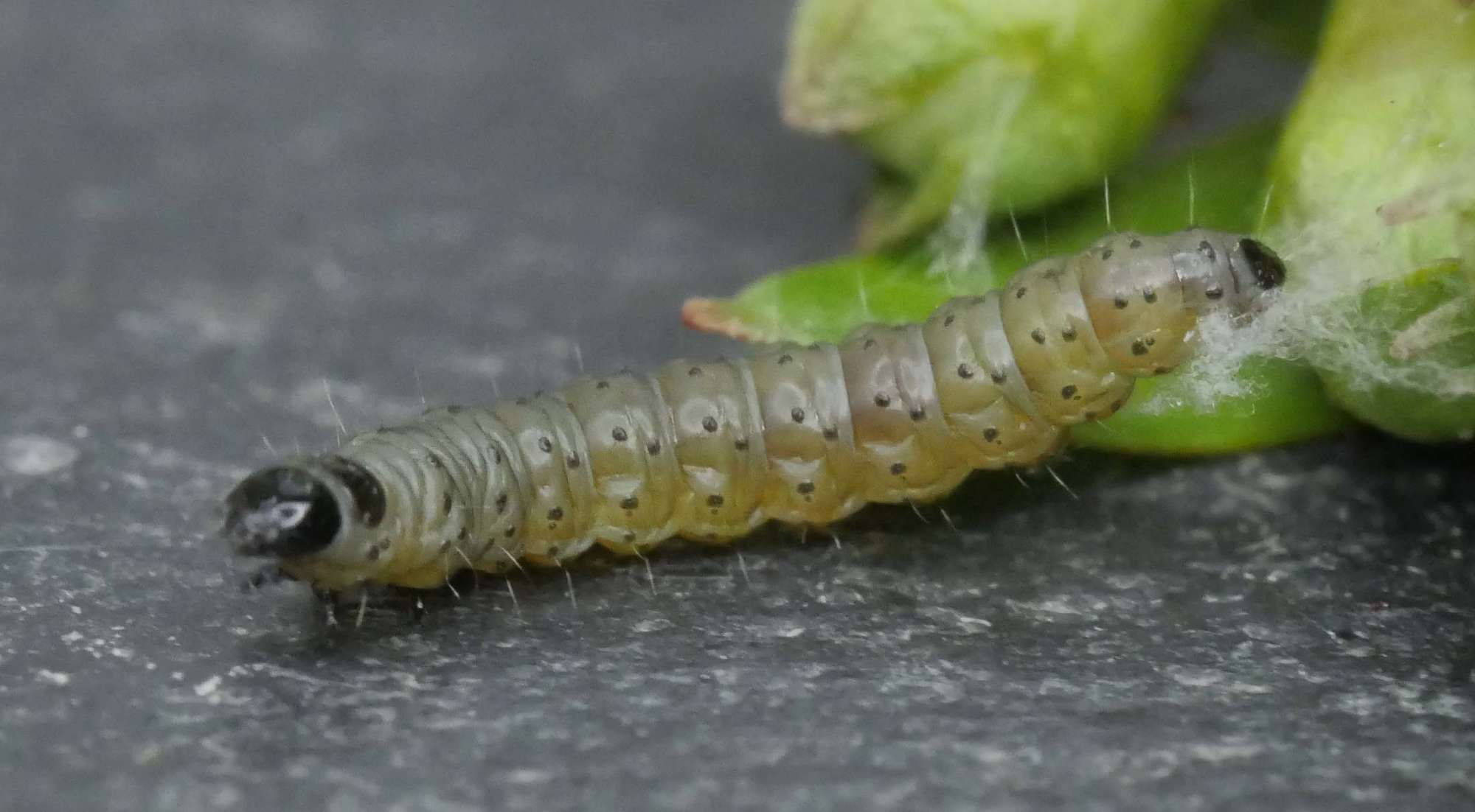 Marbled Orchard Tortrix (Hedya nubiferana) photographed in Somerset by Jenny Vickers