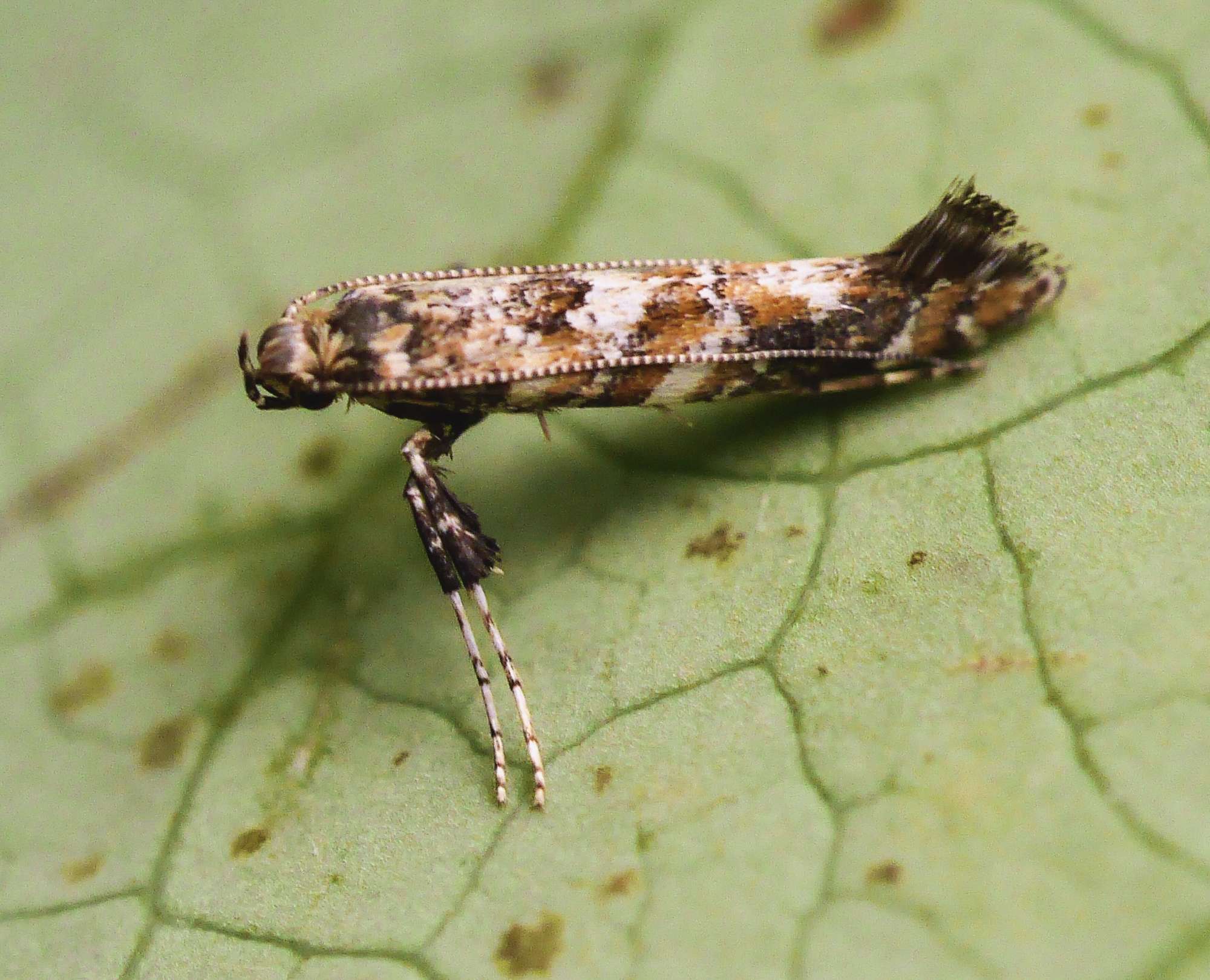 Common Slender (Gracillaria syringella) photographed in Somerset by John Connolly