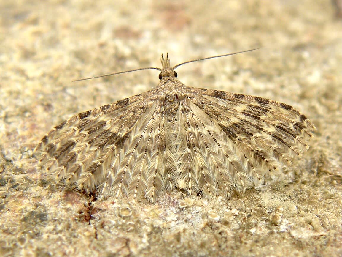 Twenty-plume Moth (Alucita hexadactyla) photographed in Somerset by Sue Davies