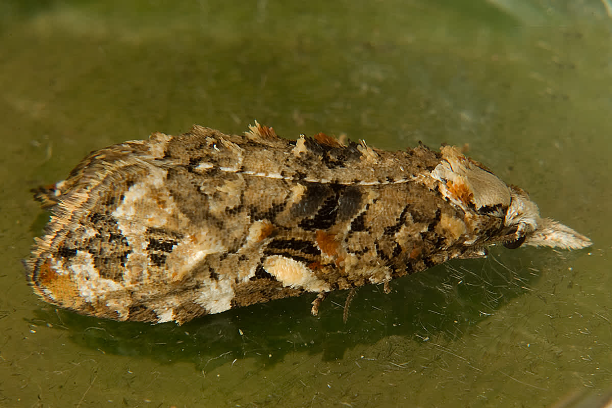 Rough-winged Conch (Phtheochroa rugosana) photographed in Somerset by John Bebbington