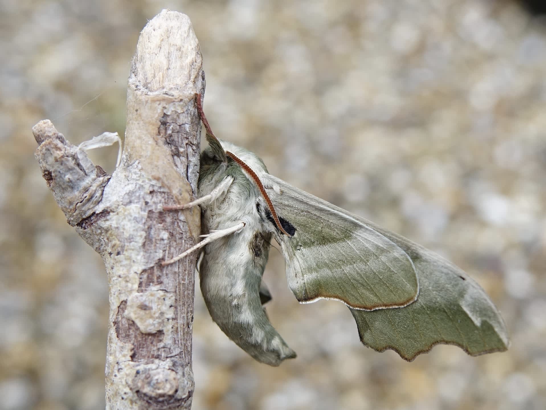 Lime Hawk-moth (Mimas tiliae) photographed in Somerset by Sue Davies