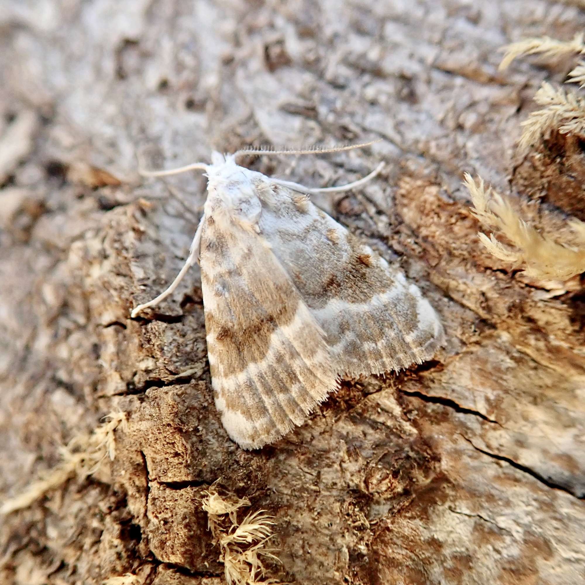 Kent Black Arches (Meganola albula) photographed in Somerset by Sue Davies