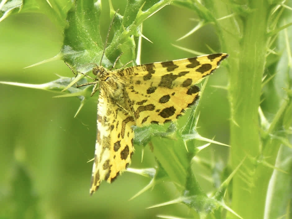 Speckled Yellow (Pseudopanthera macularia) photographed in Somerset by Sue Davies