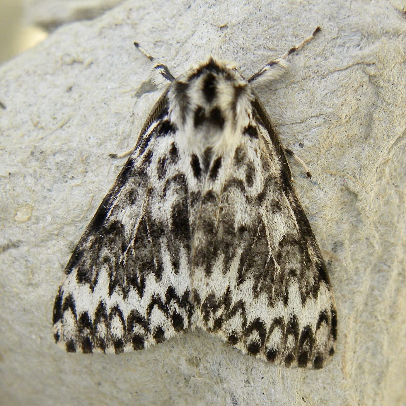 Black Arches (Lymantria monacha) photographed in Somerset by Sue Davies