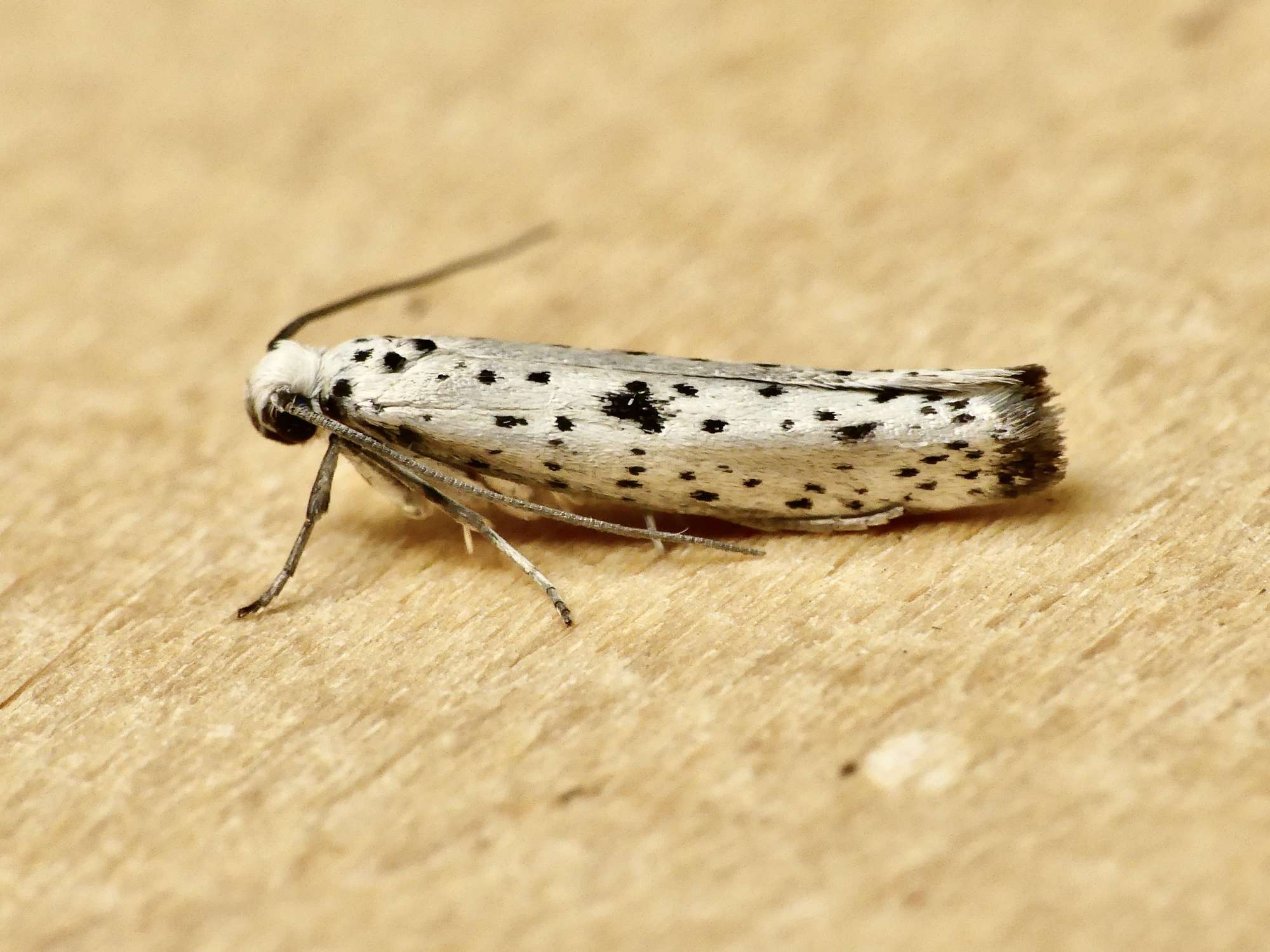 Yponomeuta plumbella | Somerset Moths