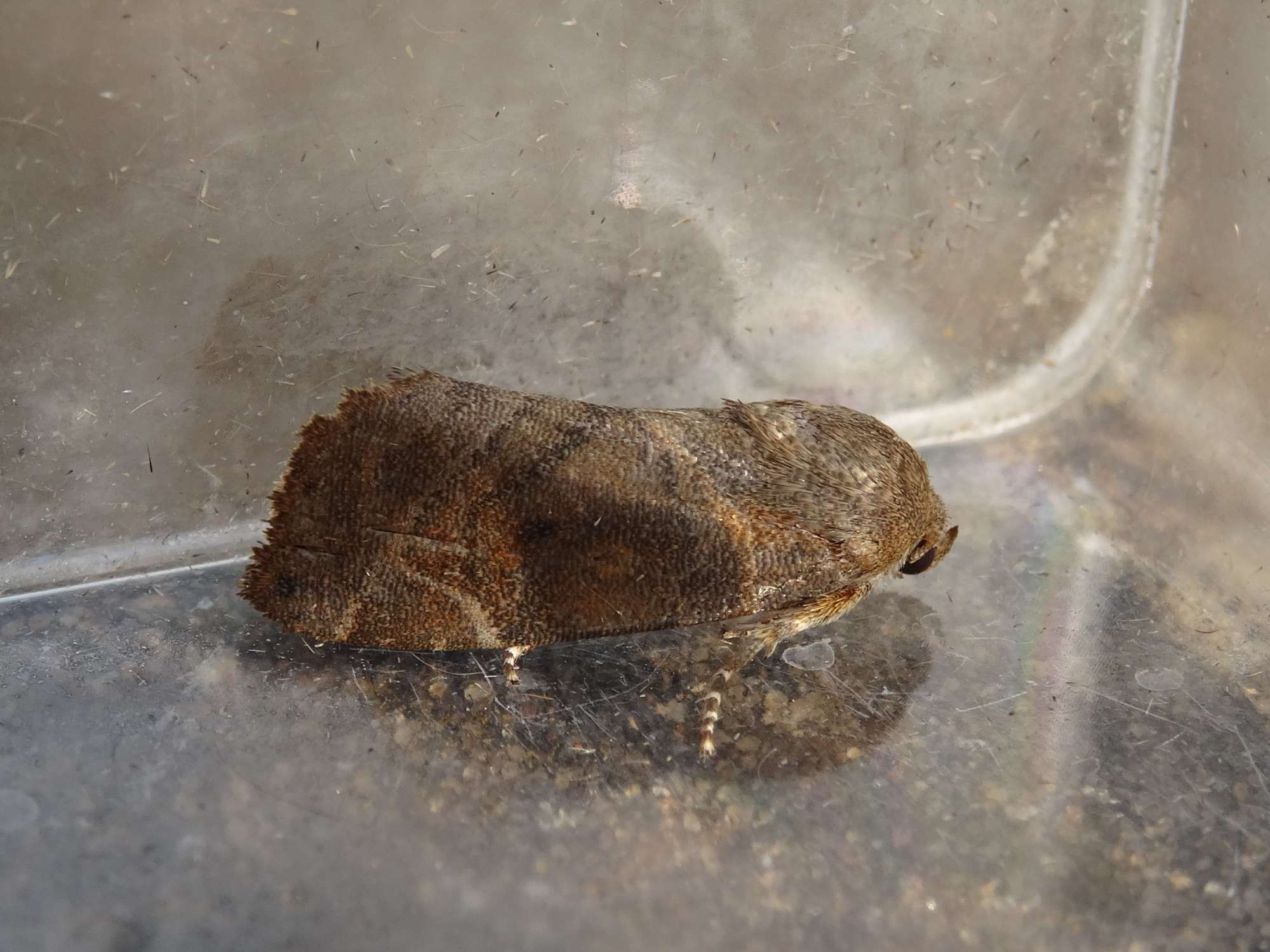 Lesser-spotted Pinion (Cosmia affinis) photographed in Somerset by Christopher Iles