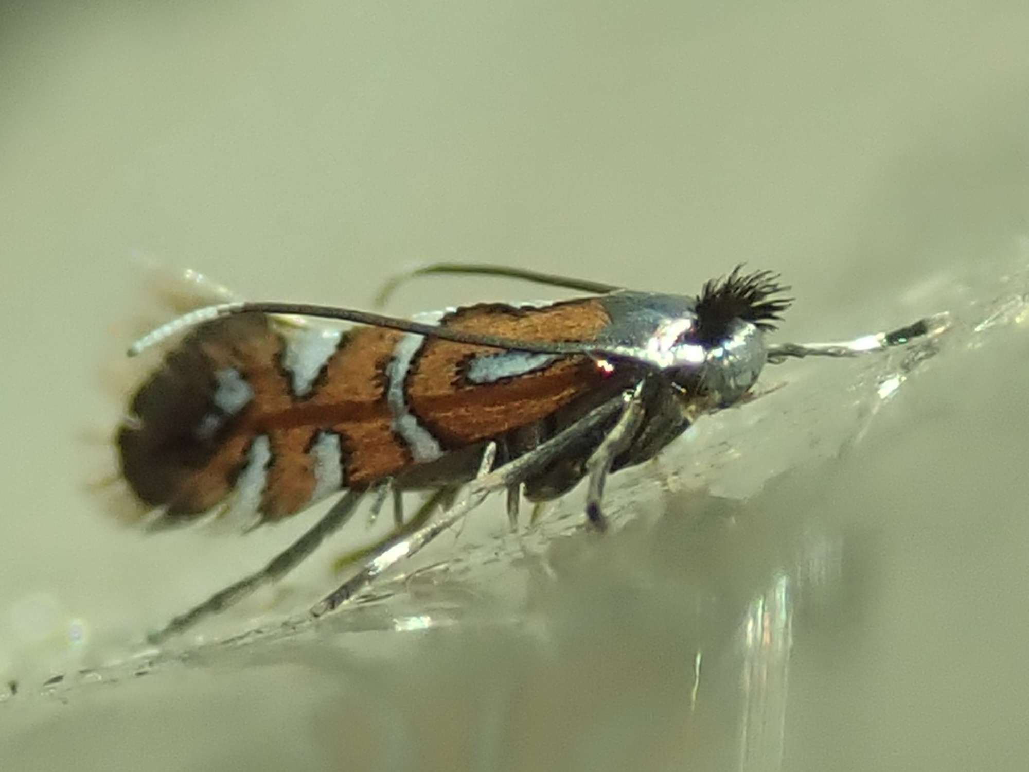 Fiery Oak Midget (Phyllonorycter lautella) photographed in Somerset by Christopher Iles