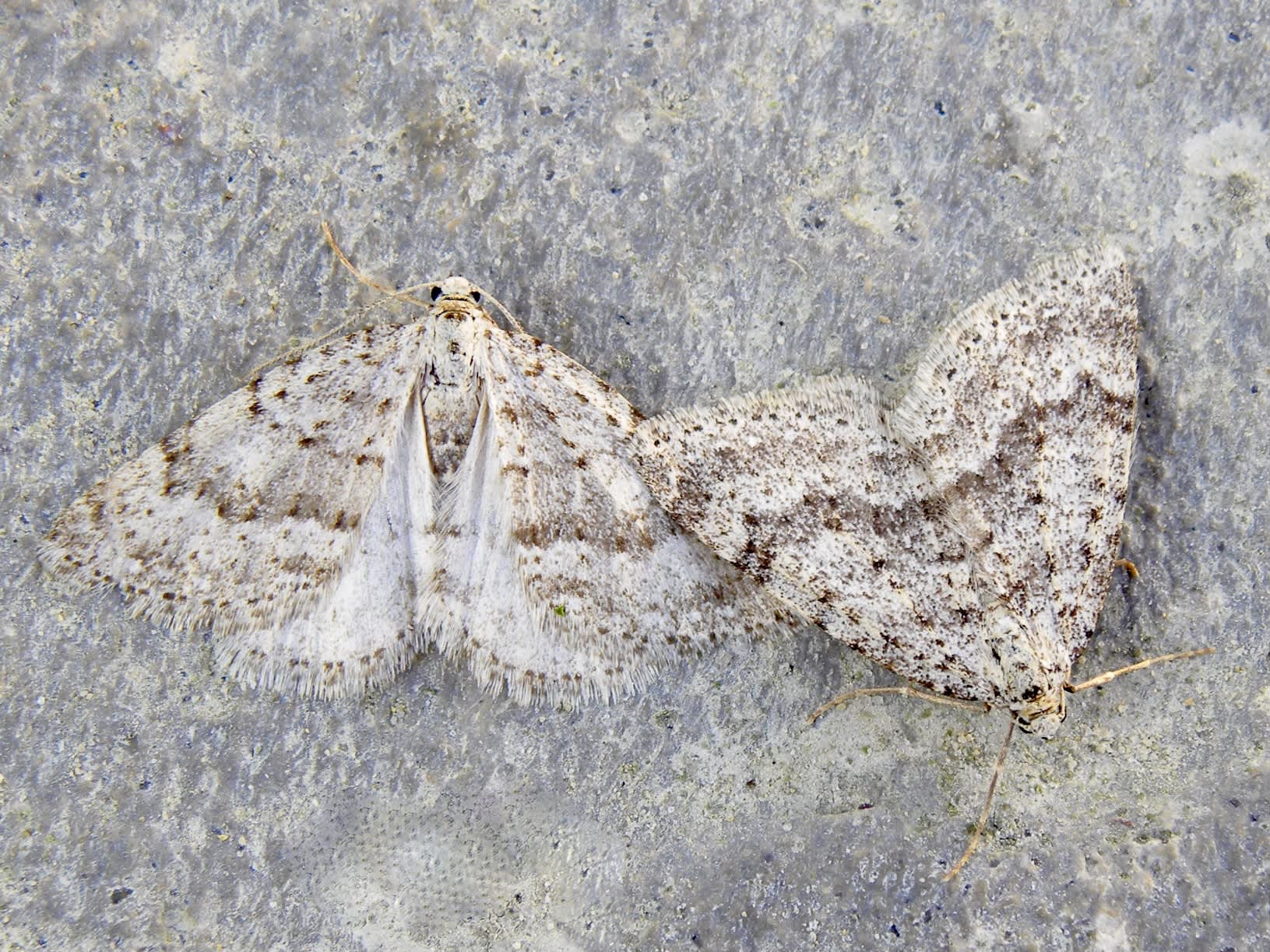 Mottled Grey (Colostygia multistrigaria) photographed in Somerset by Sue Davies