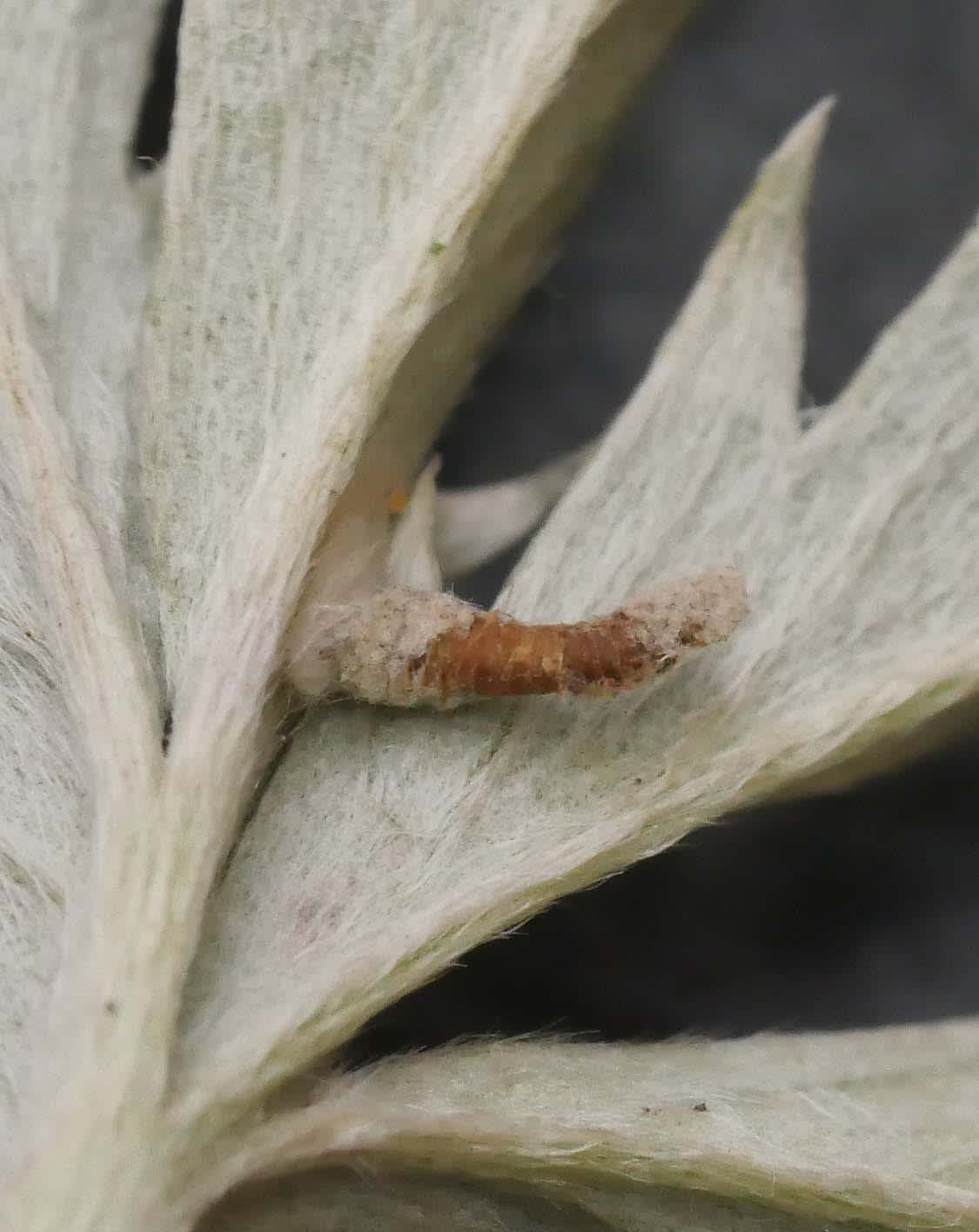 Shaded Case-bearer (Coleophora potentillae) photographed in Somerset by Jenny Vickers