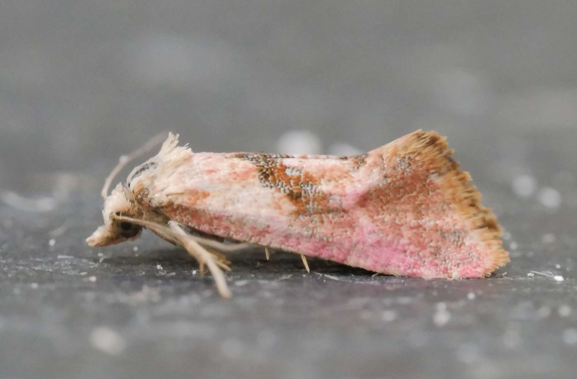 Rosy Conch (Cochylis roseana) photographed in Somerset by Jenny Vickers