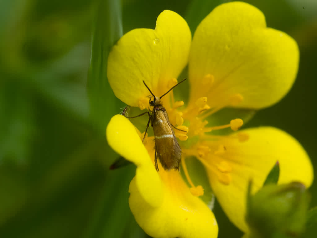 White-barred Gold (Micropterix aruncella) photographed in Somerset by John Bebbington