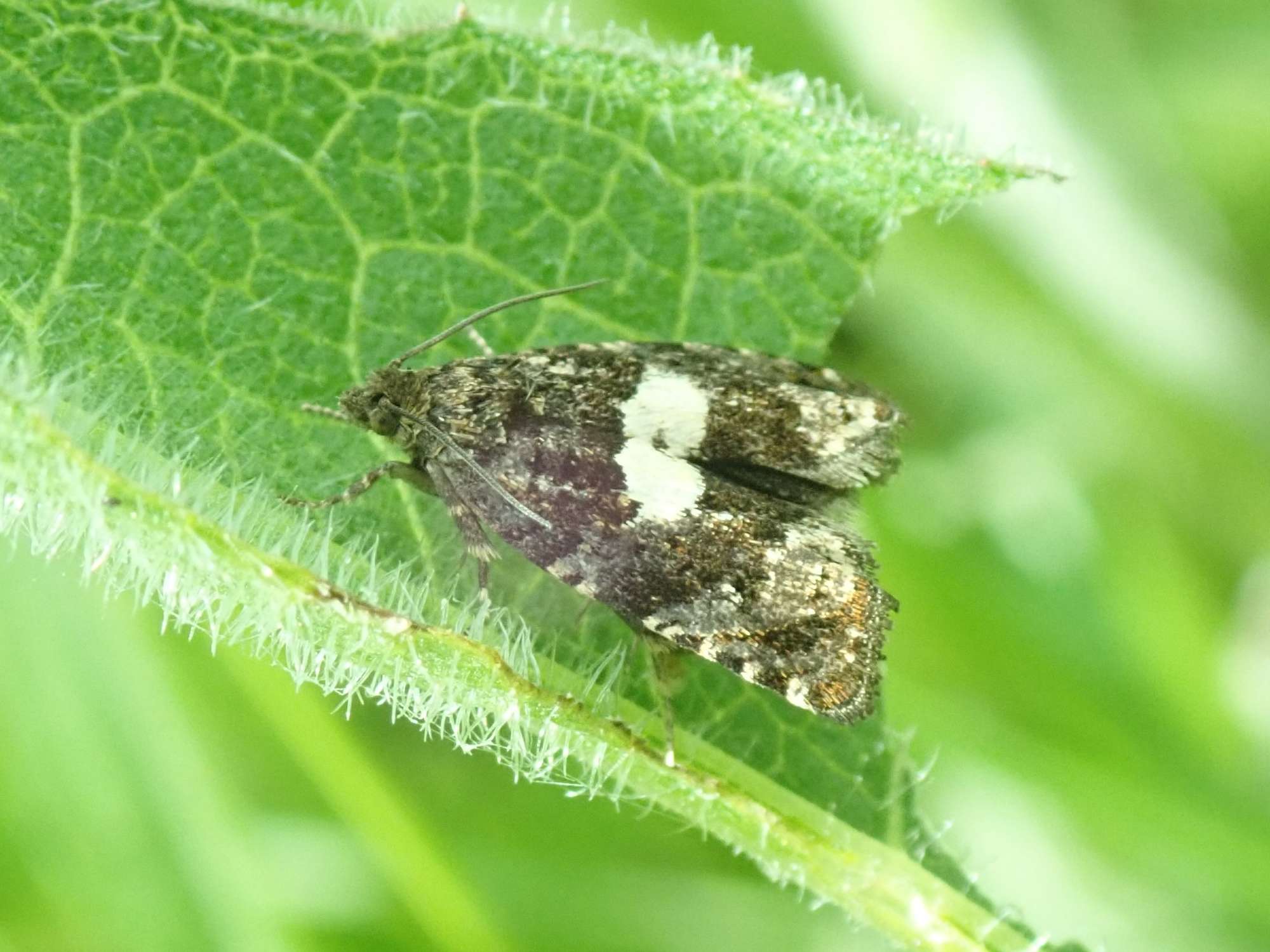 Knapweed Bell (Epiblema cirsiana) photographed in Somerset by Christopher Iles