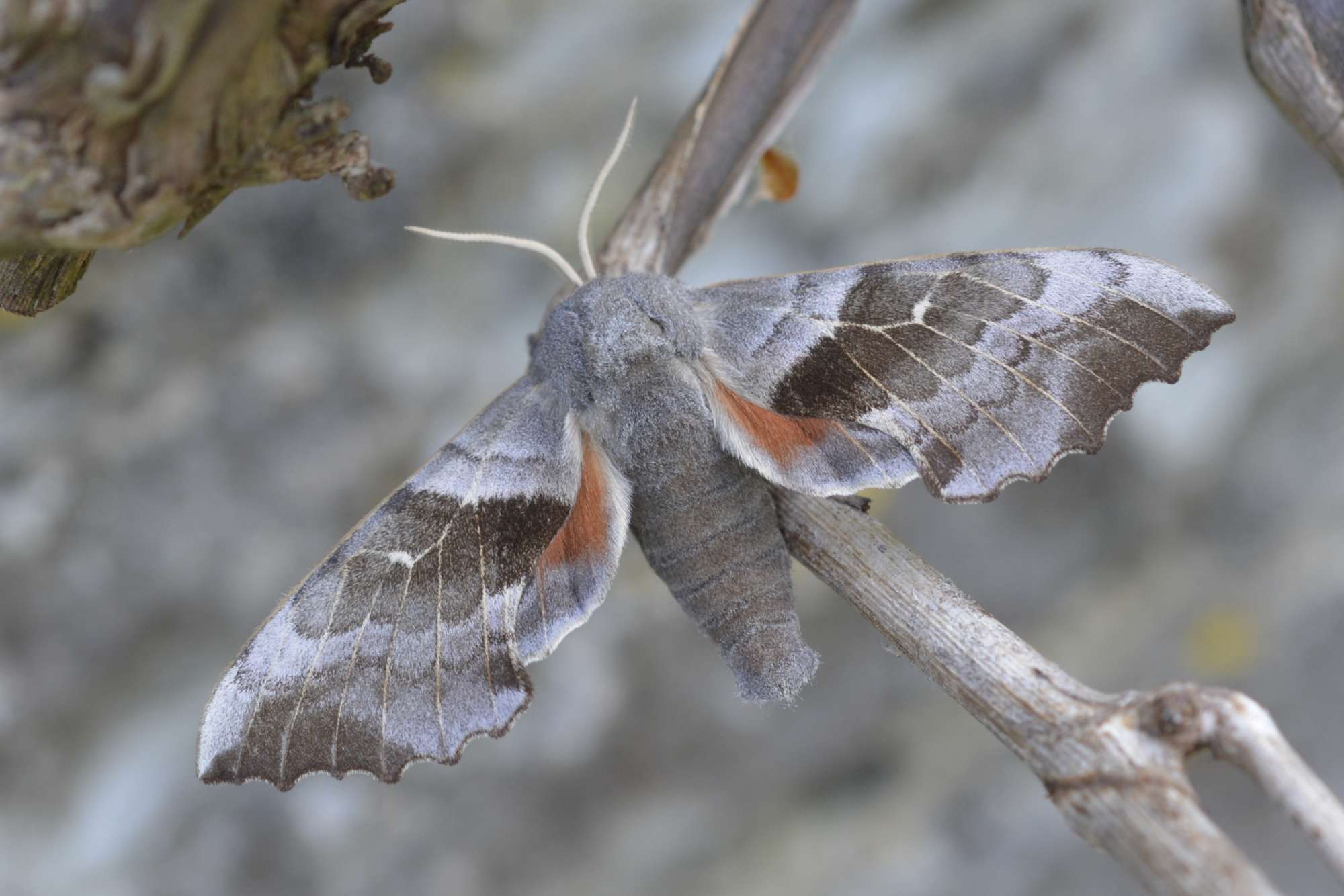 Poplar Hawk-moth (Laothoe populi) photographed in Somerset by Sue Davies