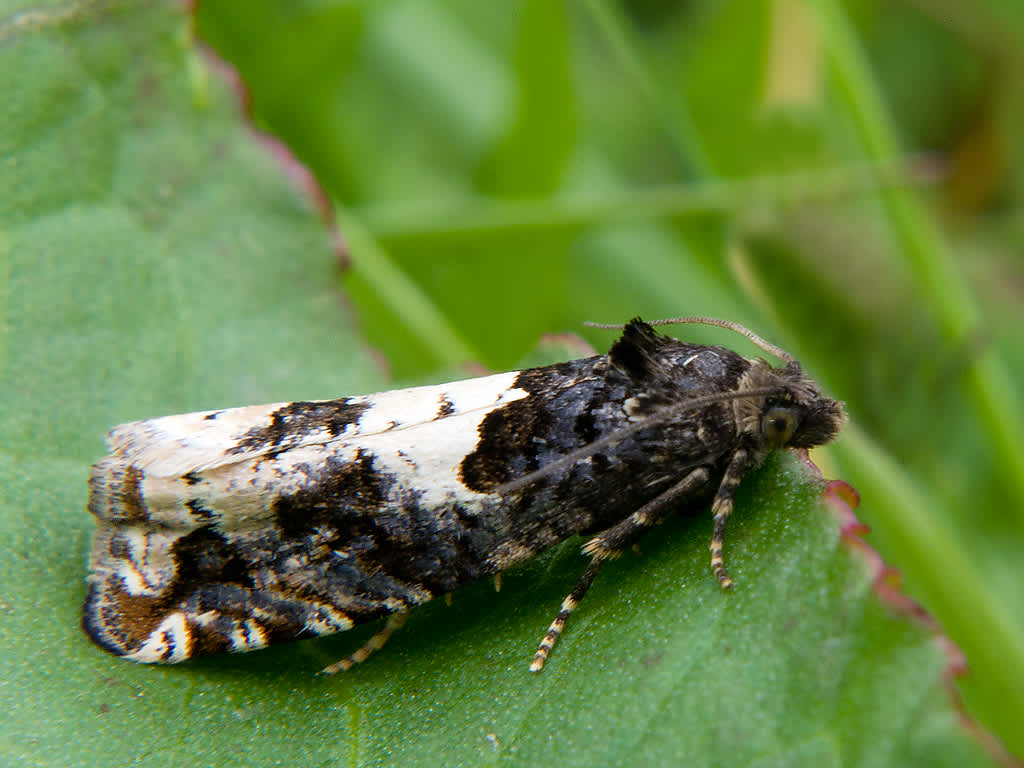 White Cloaked Shoot (Gypsonoma sociana) photographed in Somerset by John Bebbington