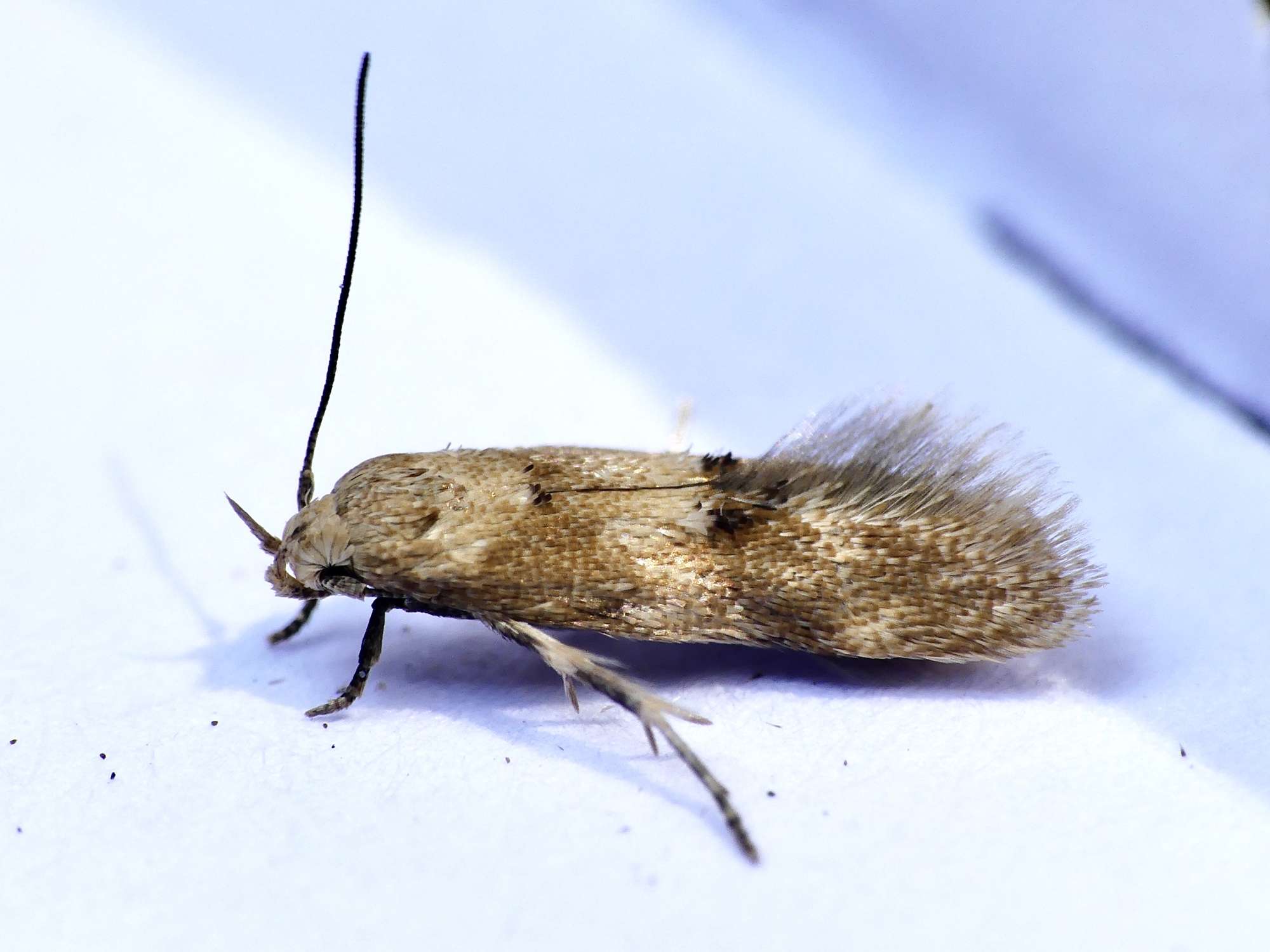 Common Mompha (Mompha epilobiella) photographed in Somerset by Paul Wilkins