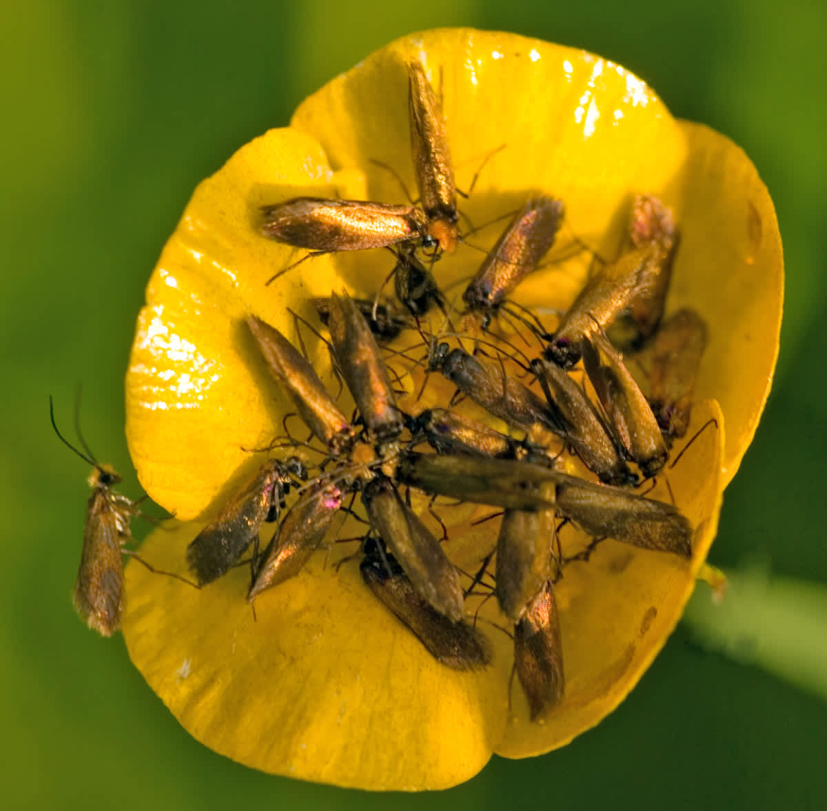 Plain Gold (Micropterix calthella) photographed in Somerset by John Bebbington