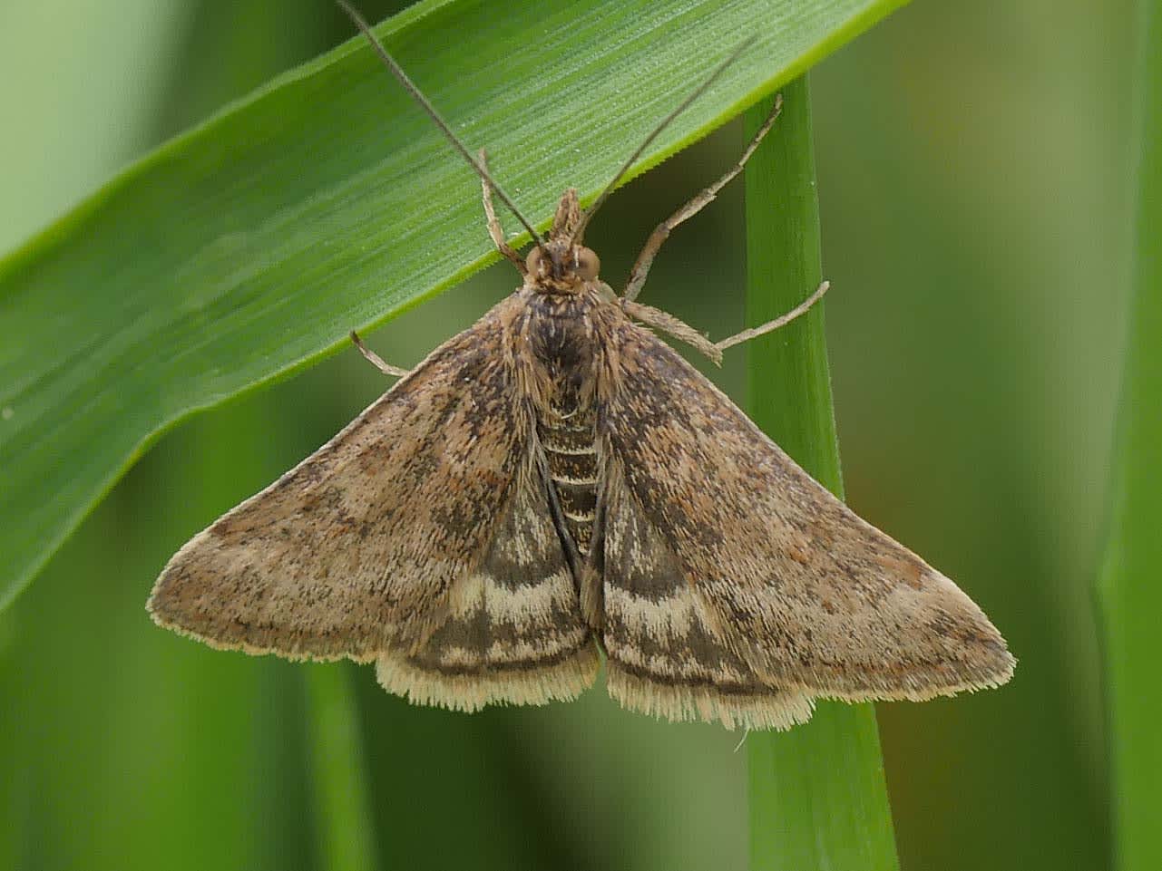 Straw-barred Pearl (Pyrausta despicata) photographed in Somerset by Jenny Vickers