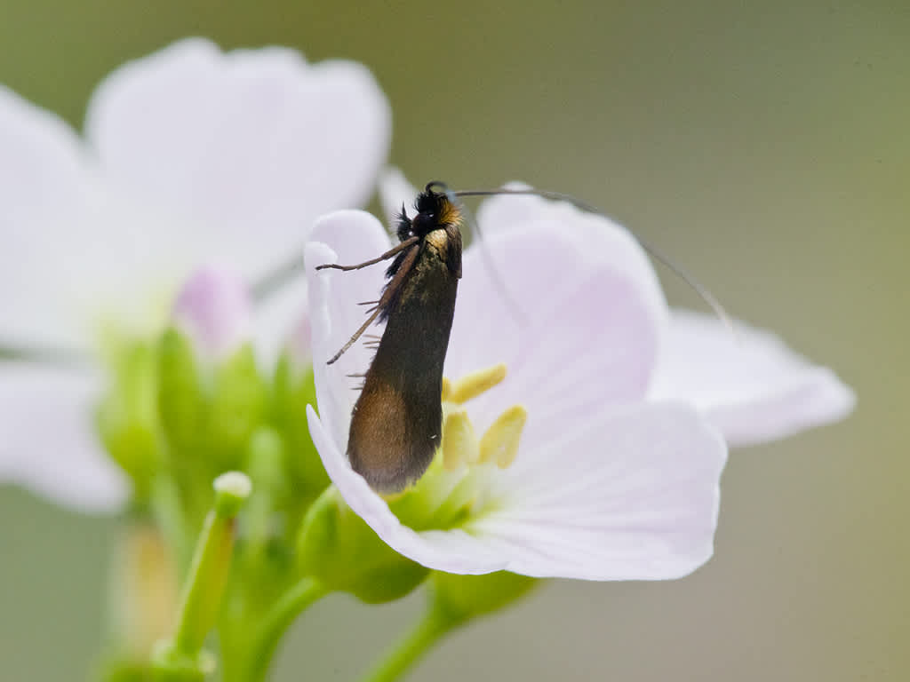 Meadow Long-horn (Cauchas rufimitrella) photographed in Somerset by John Bebbington