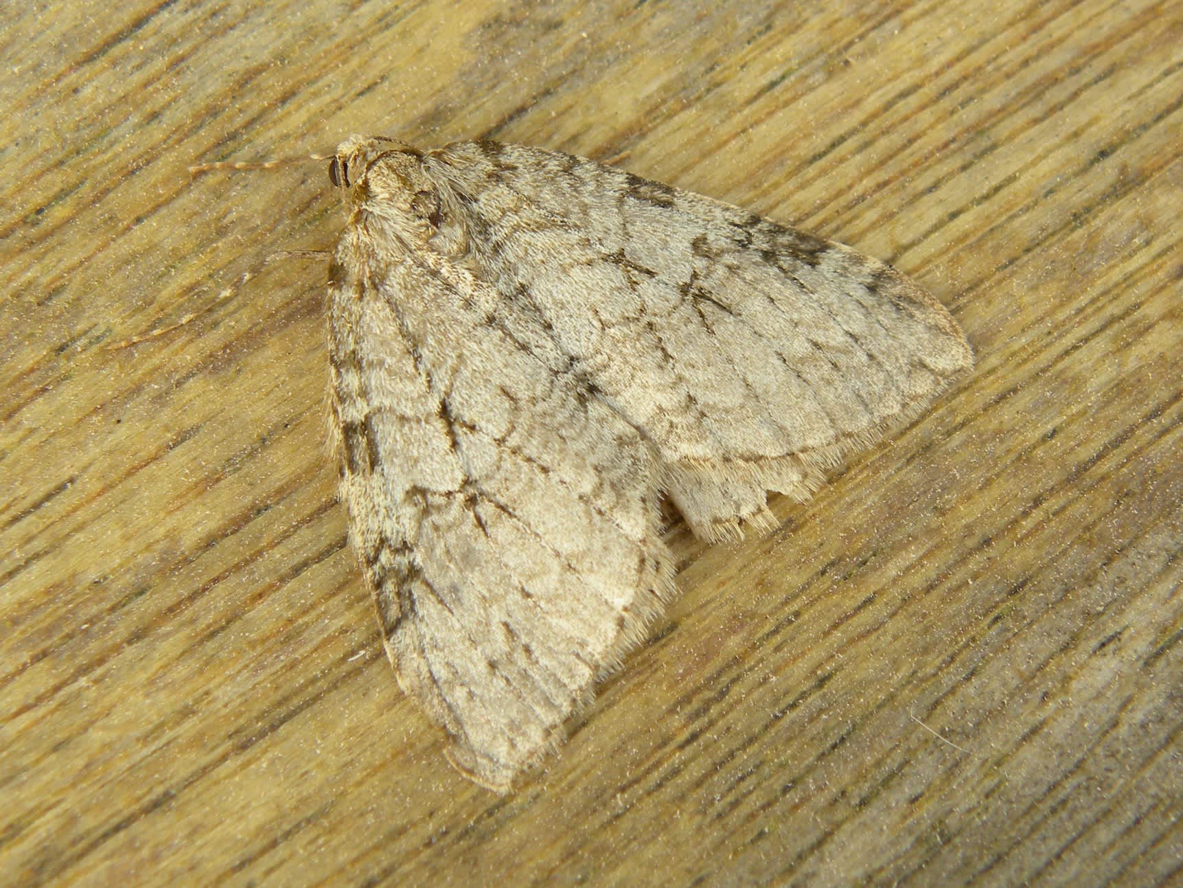 November Moth (Epirrita dilutata) photographed in Somerset by Sue Davies