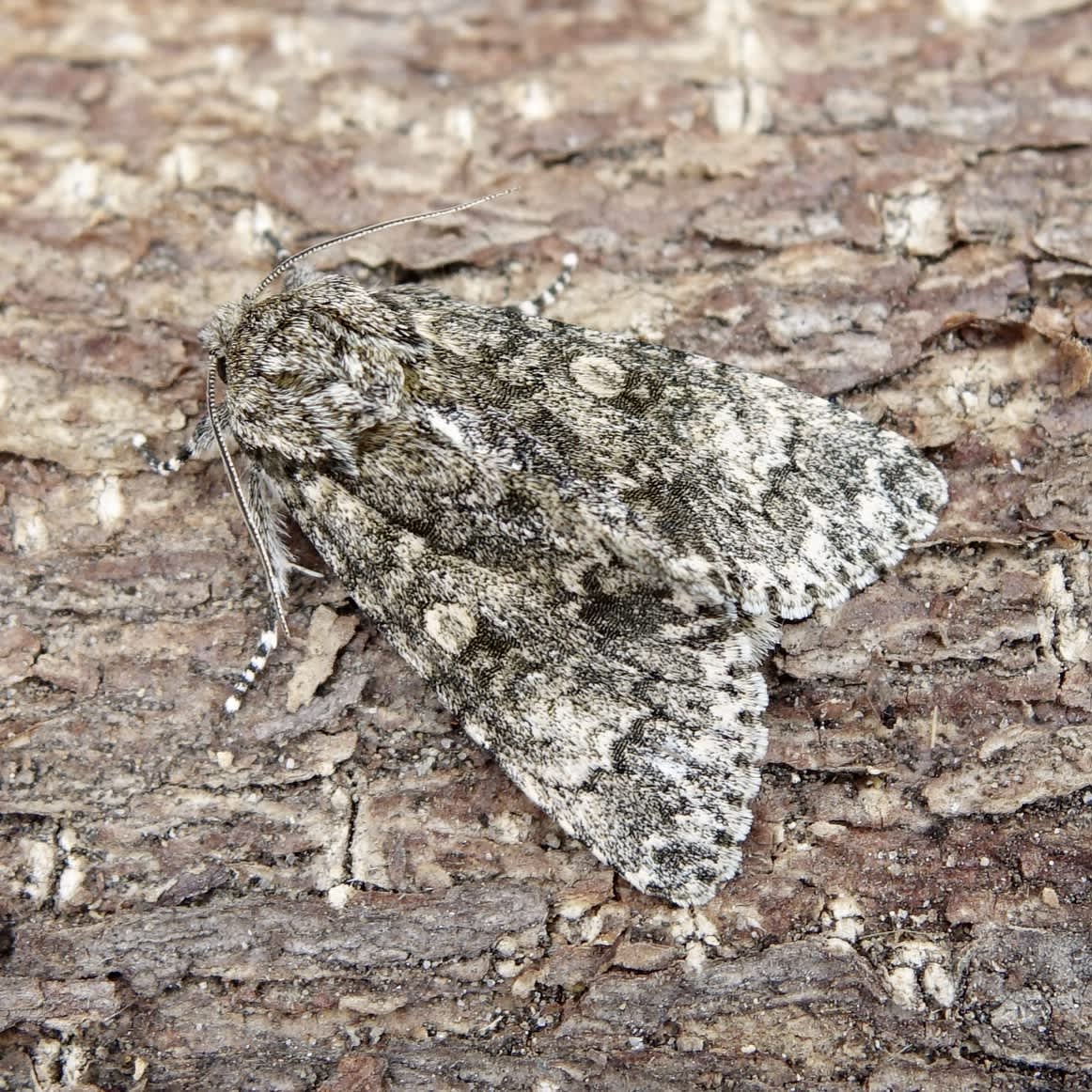 Knot Grass (Acronicta rumicis) photographed in Somerset by Sue Davies