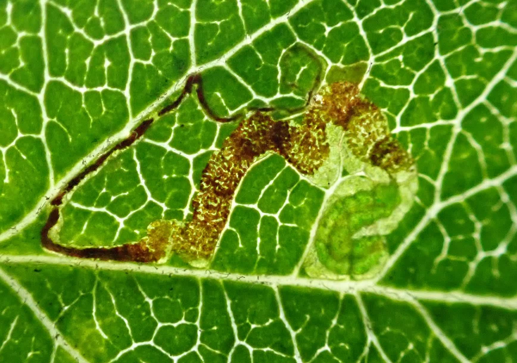 Common Thorn Pigmy (Stigmella crataegella) photographed in Somerset by Jenny Vickers